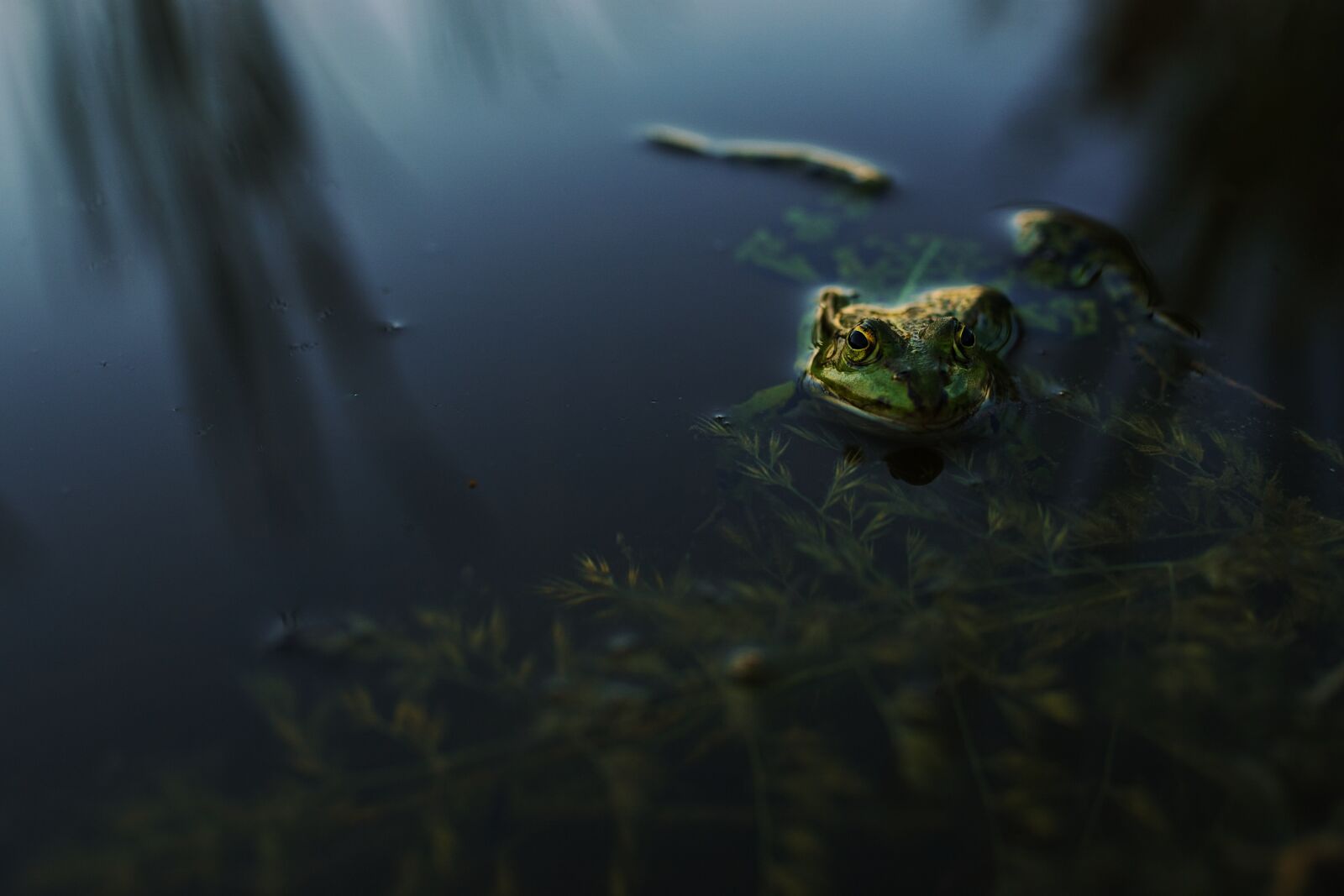 Sigma 35mm F1.4 DG HSM Art sample photo. Frog, evening, water photography