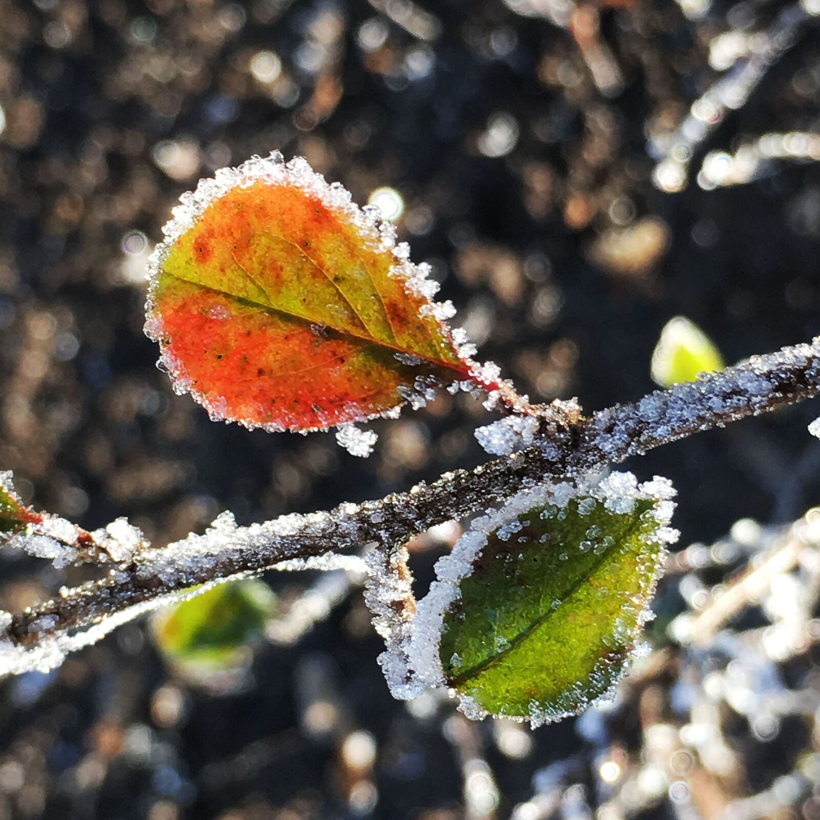 Apple iPhone 6s sample photo. Winter, hoarfrost, cold photography