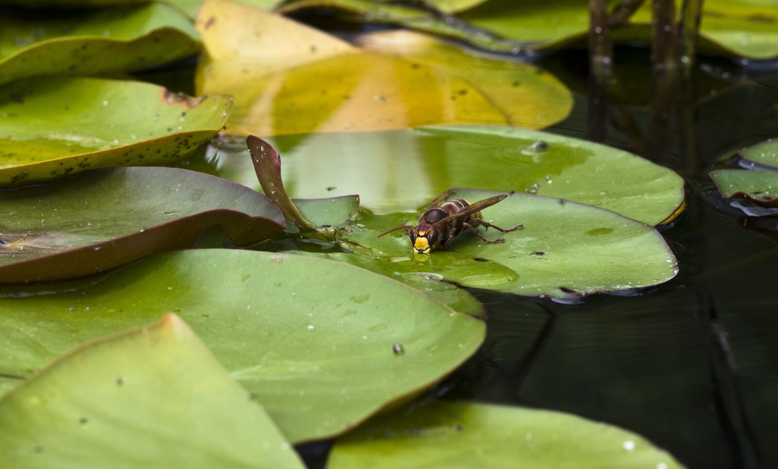 Pentax K-30 sample photo. Hornet, insect, large photography
