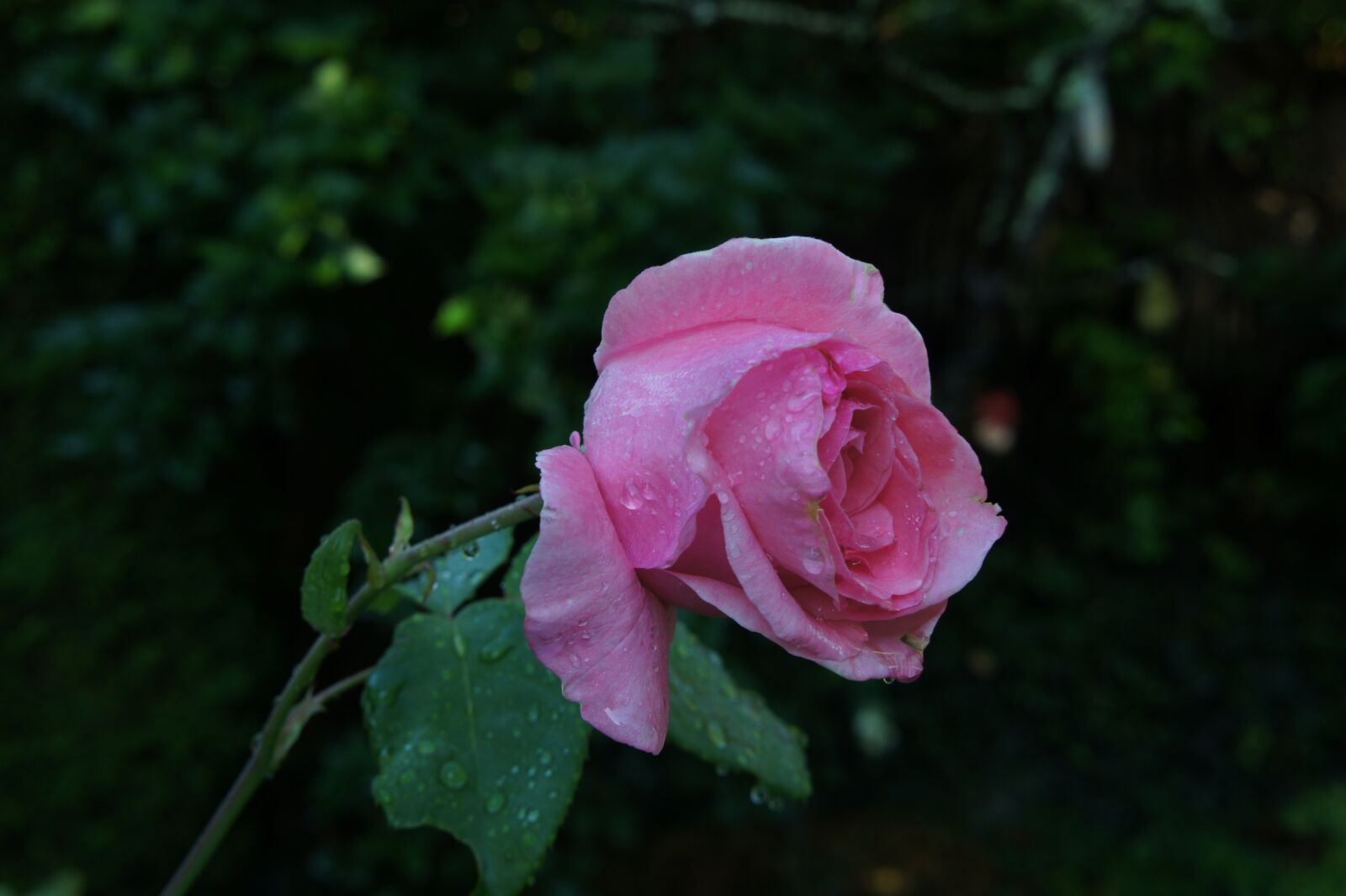 Sony E 18-55mm F3.5-5.6 OSS sample photo. Roses, pink, garden photography