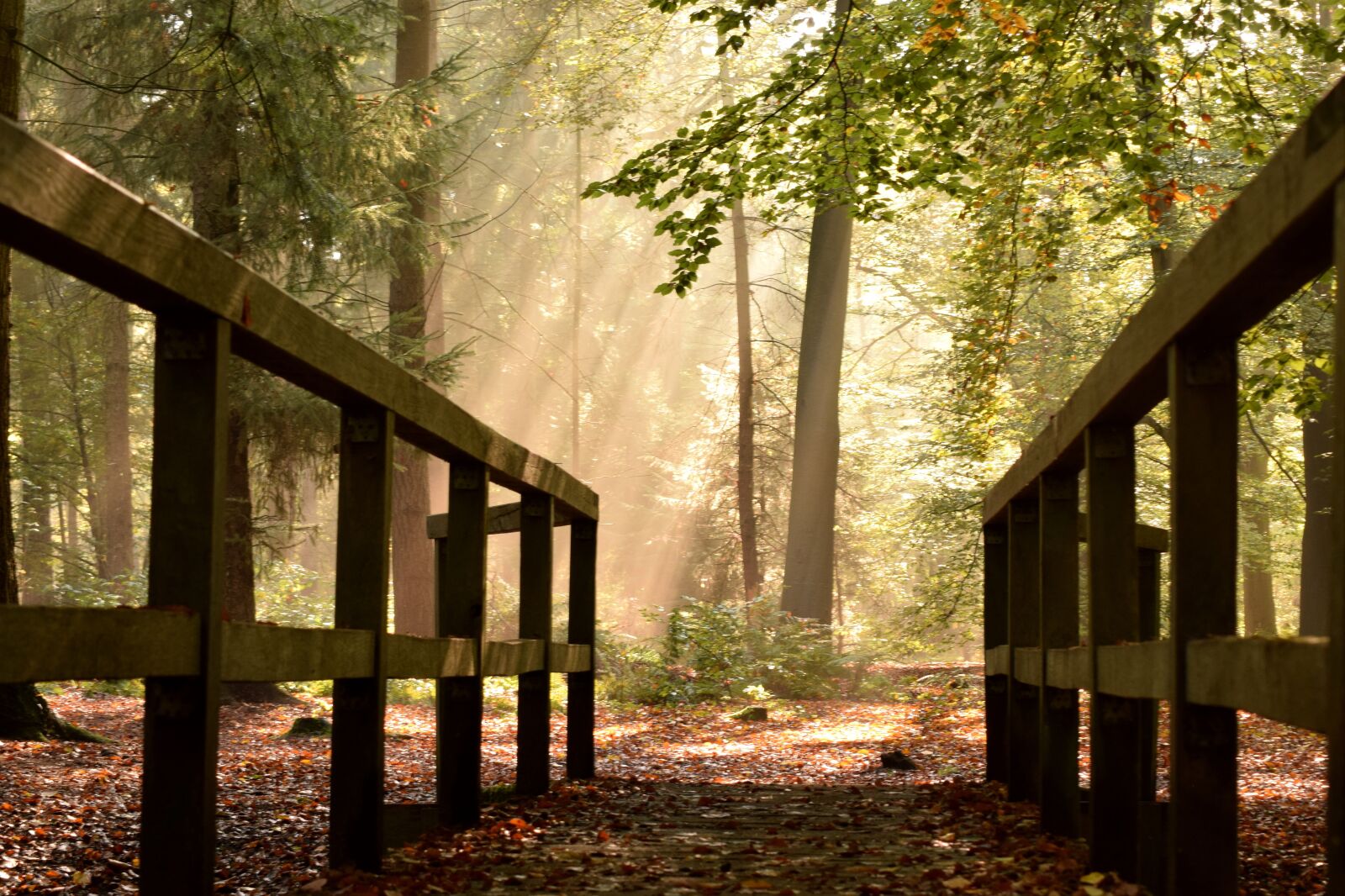 Nikon D3300 sample photo. Delmenhorst, tiergarten, bridge photography