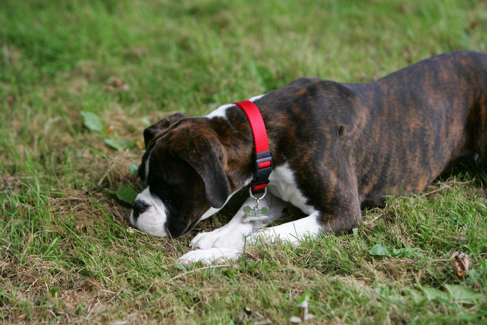 Canon EOS-1D Mark II sample photo. Boxer, puppy, dog photography