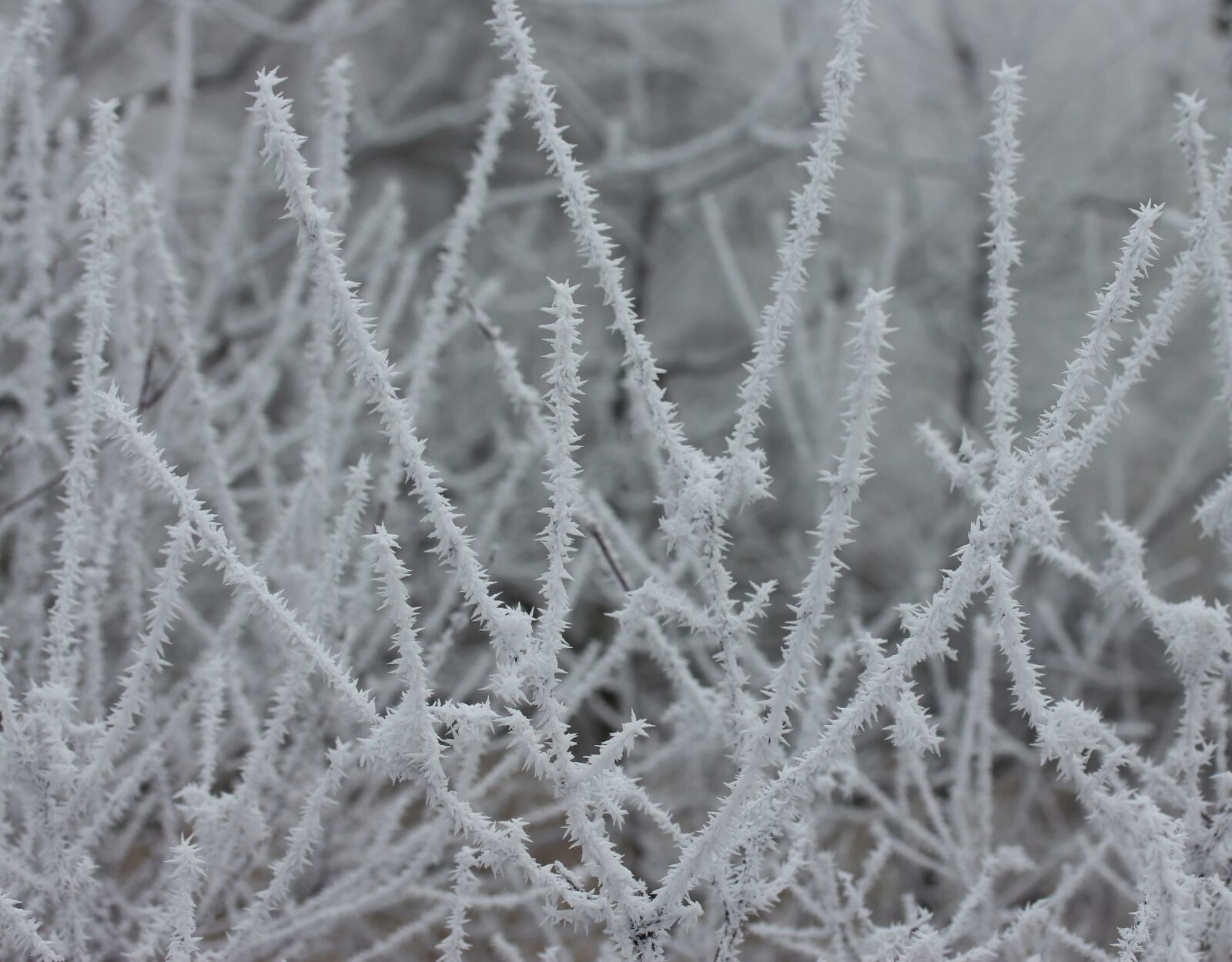 Canon EF-S 60mm F2.8 Macro USM sample photo. Branch, frozen, rime photography