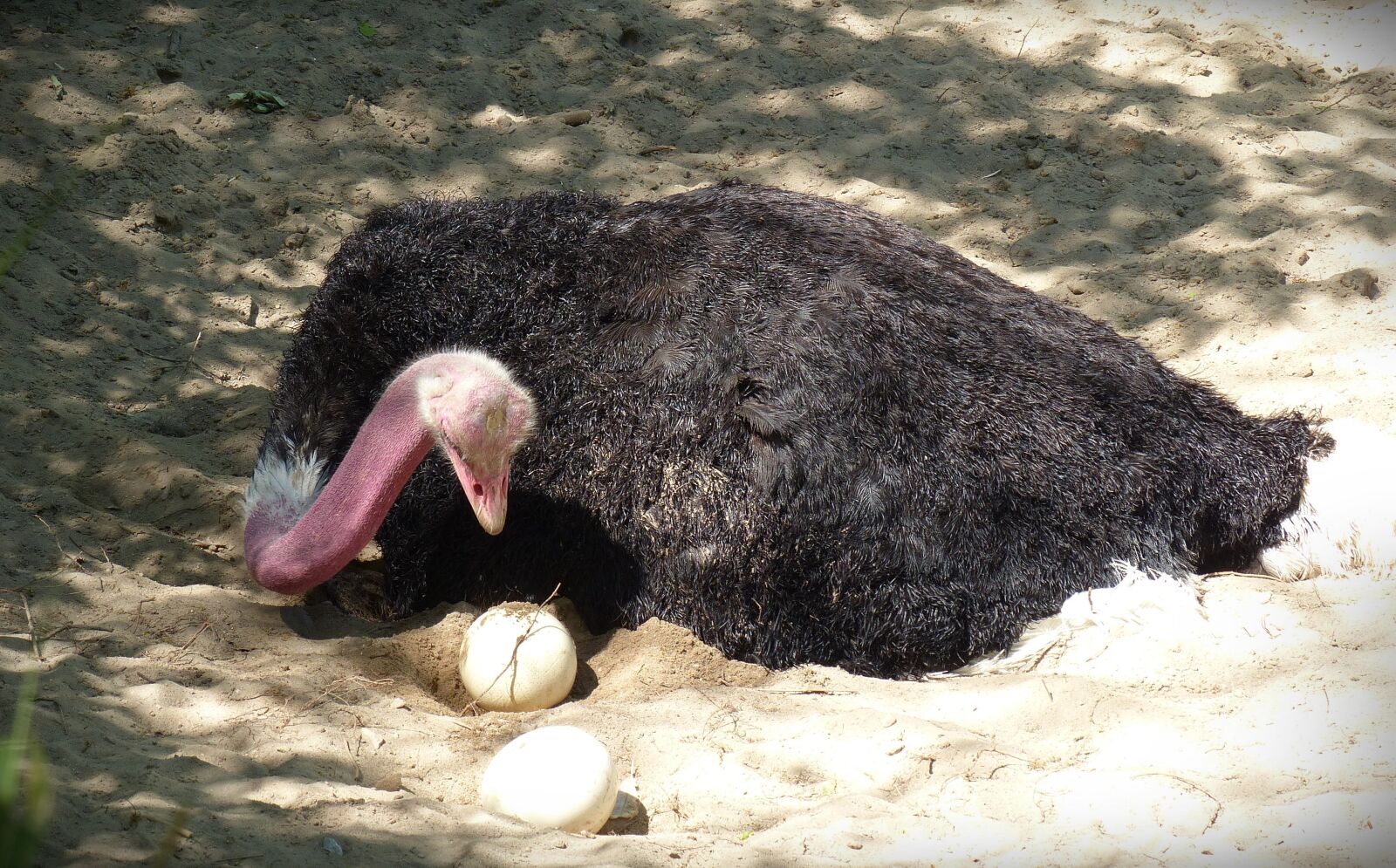 Panasonic Lumix DMC-FZ200 sample photo. Strauss, ostrich egg, breed photography