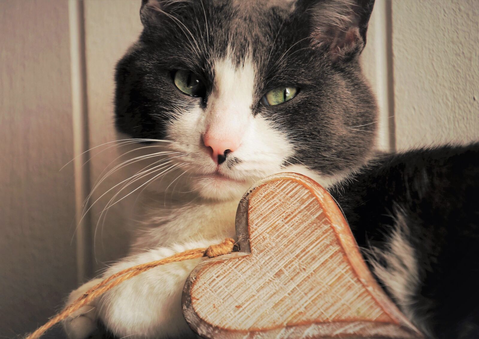 Canon EOS 80D sample photo. Valentine's day, cat, love photography