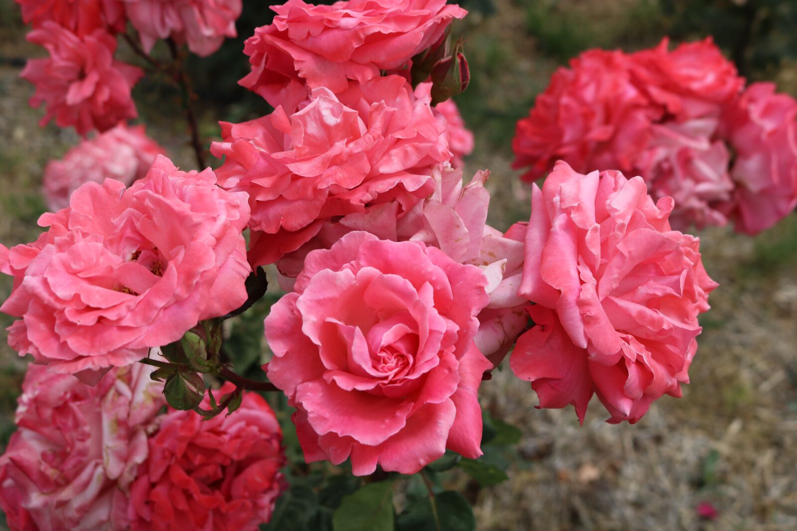 Canon EOS 750D (EOS Rebel T6i / EOS Kiss X8i) sample photo. Rose, garden photography
