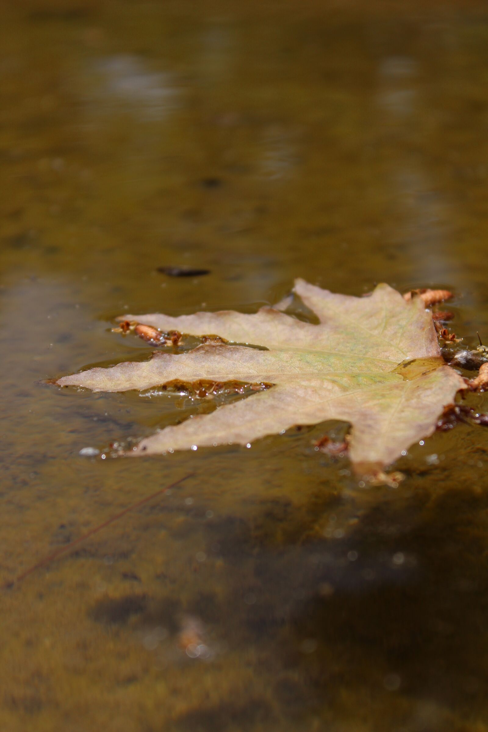 Canon EOS 1300D (EOS Rebel T6 / EOS Kiss X80) sample photo. Flow, tree, water photography
