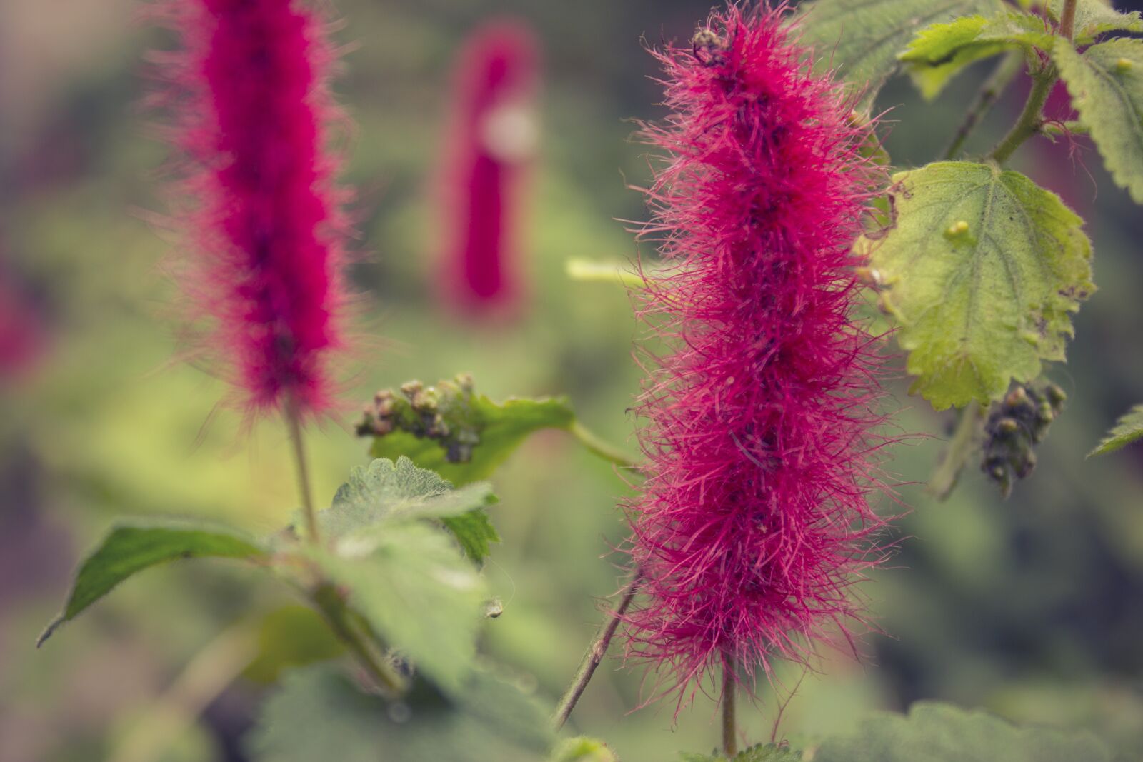 Canon EOS 600D (Rebel EOS T3i / EOS Kiss X5) sample photo. Flower, nature, floral photography