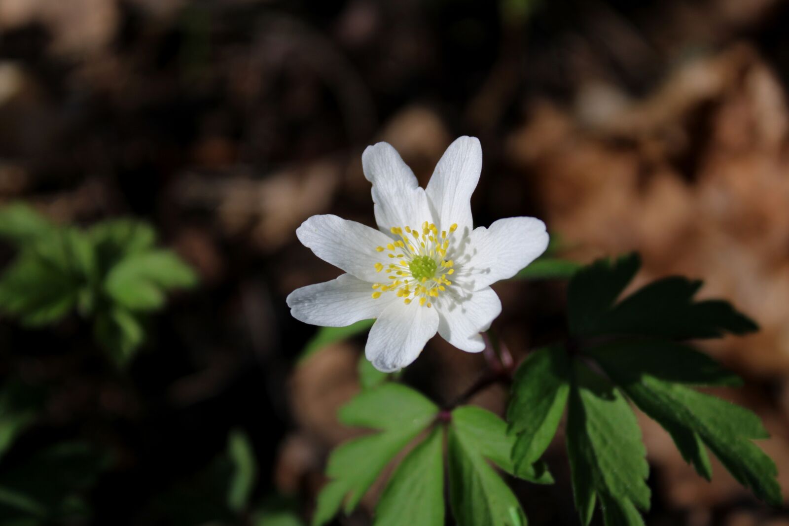 Canon EOS 2000D (EOS Rebel T7 / EOS Kiss X90 / EOS 1500D) sample photo. Wood anemone, flower, spring photography