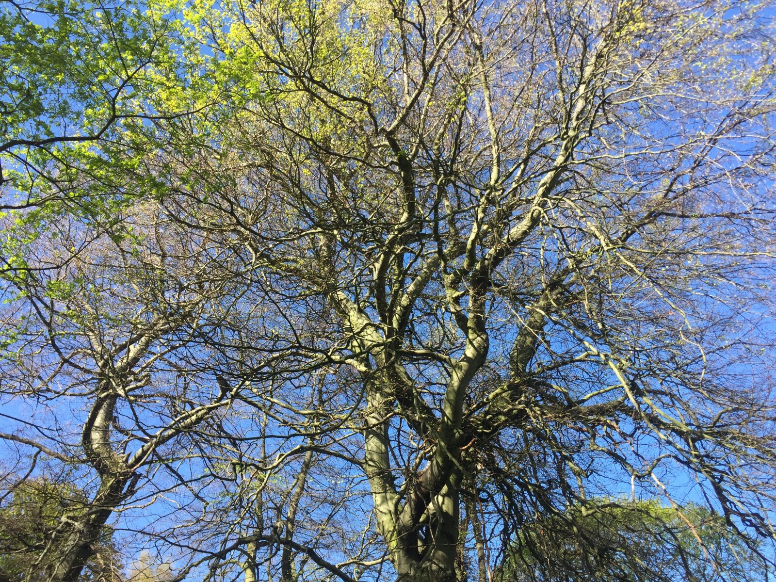 iPhone 6 back camera 4.15mm f/2.2 sample photo. Tree, park, nature photography