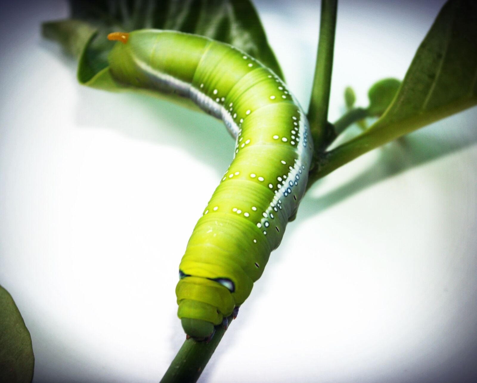 Olympus E-300 (EVOLT E-300) sample photo. Green, worm, closeup photography