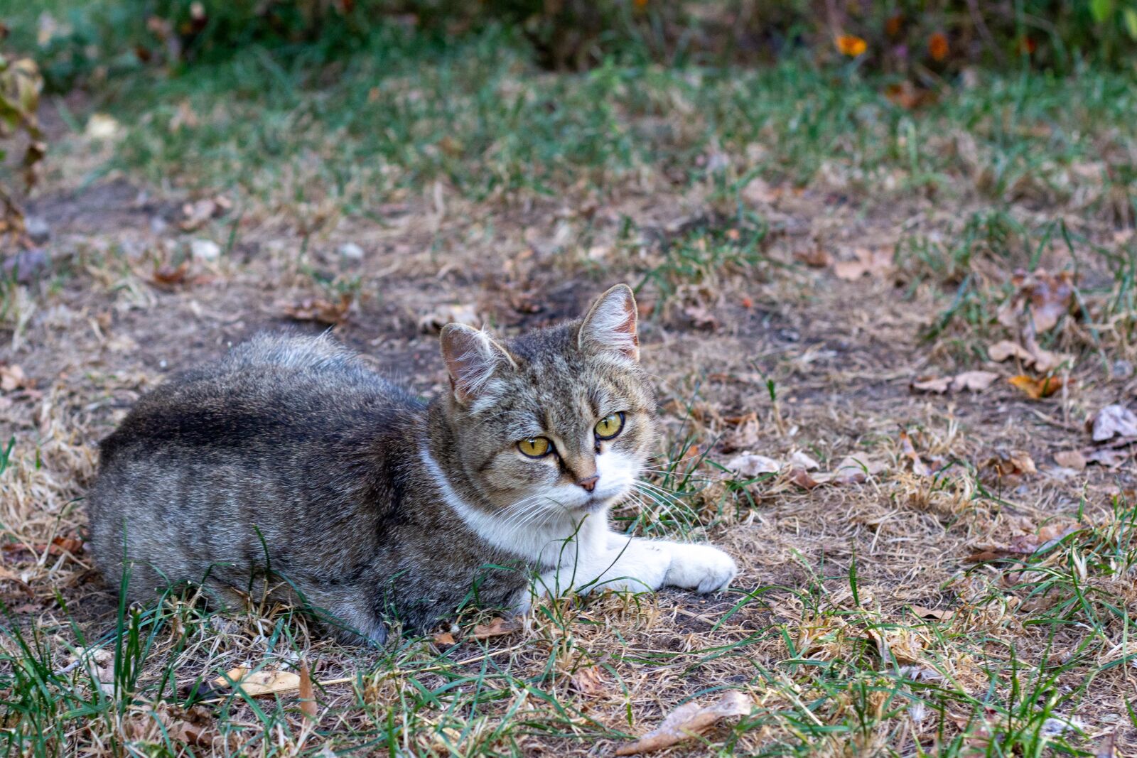 Canon EOS 60D + Canon EF 50mm F1.8 II sample photo. Cat, cat is, kitten photography
