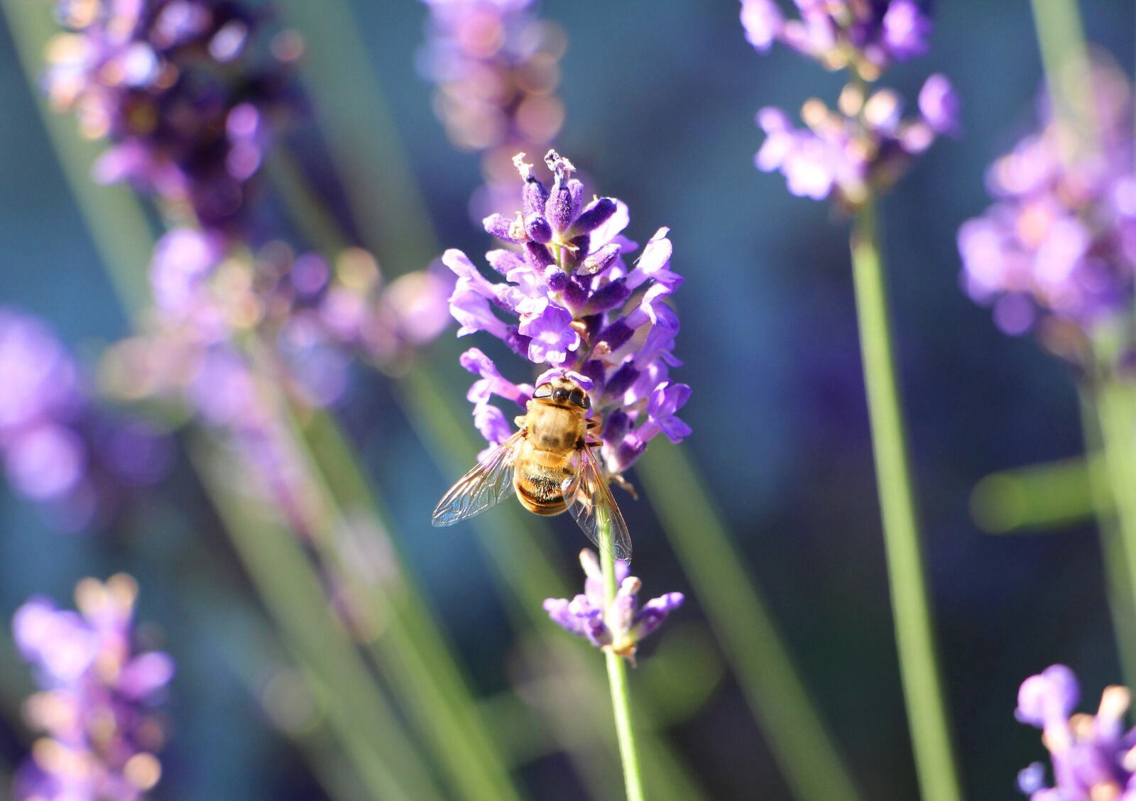 Canon EOS 650D (EOS Rebel T4i / EOS Kiss X6i) sample photo. Bee, nectar, lavender photography