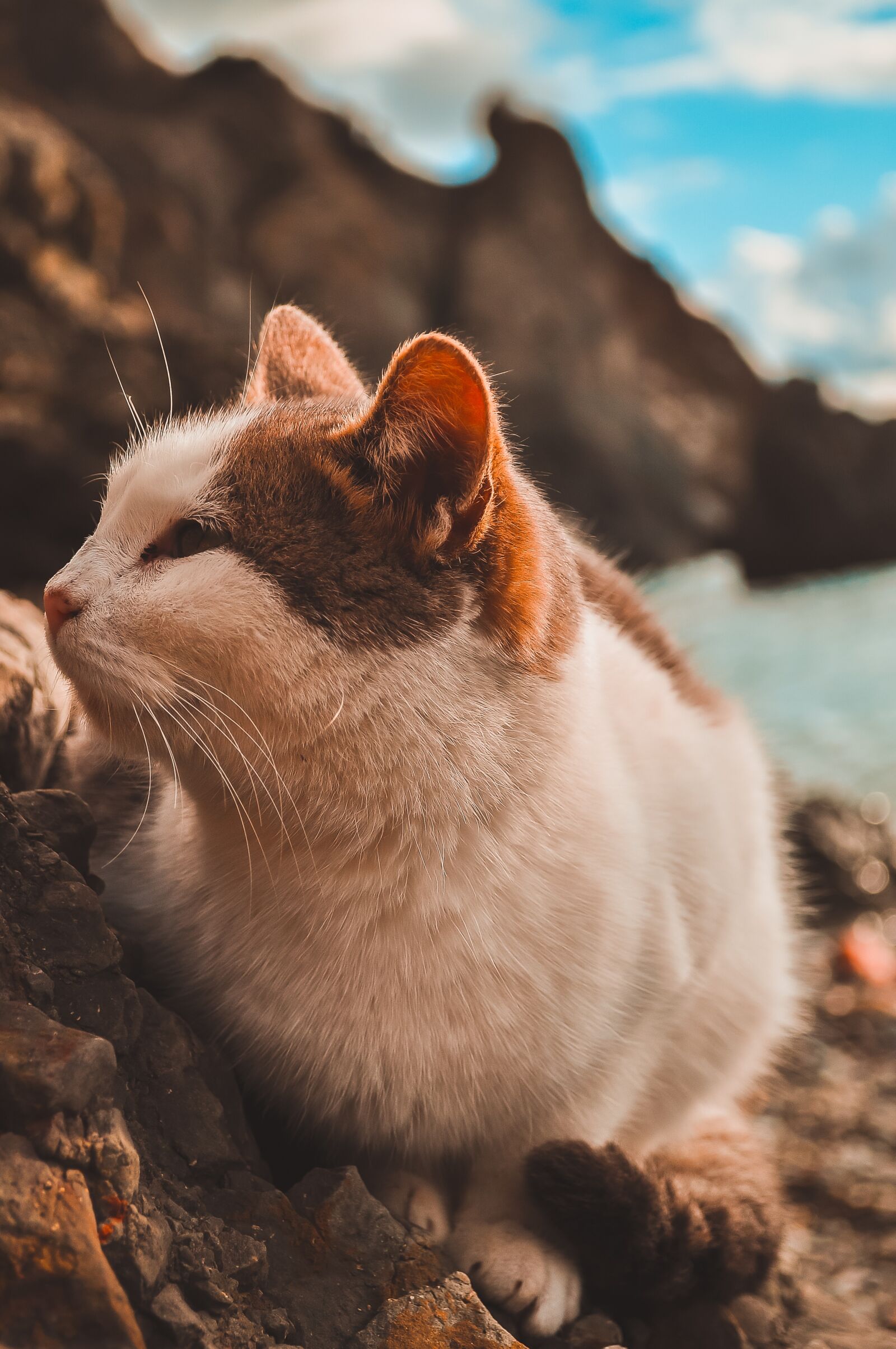 Nikon D5000 sample photo. Cat, sea, mountains photography