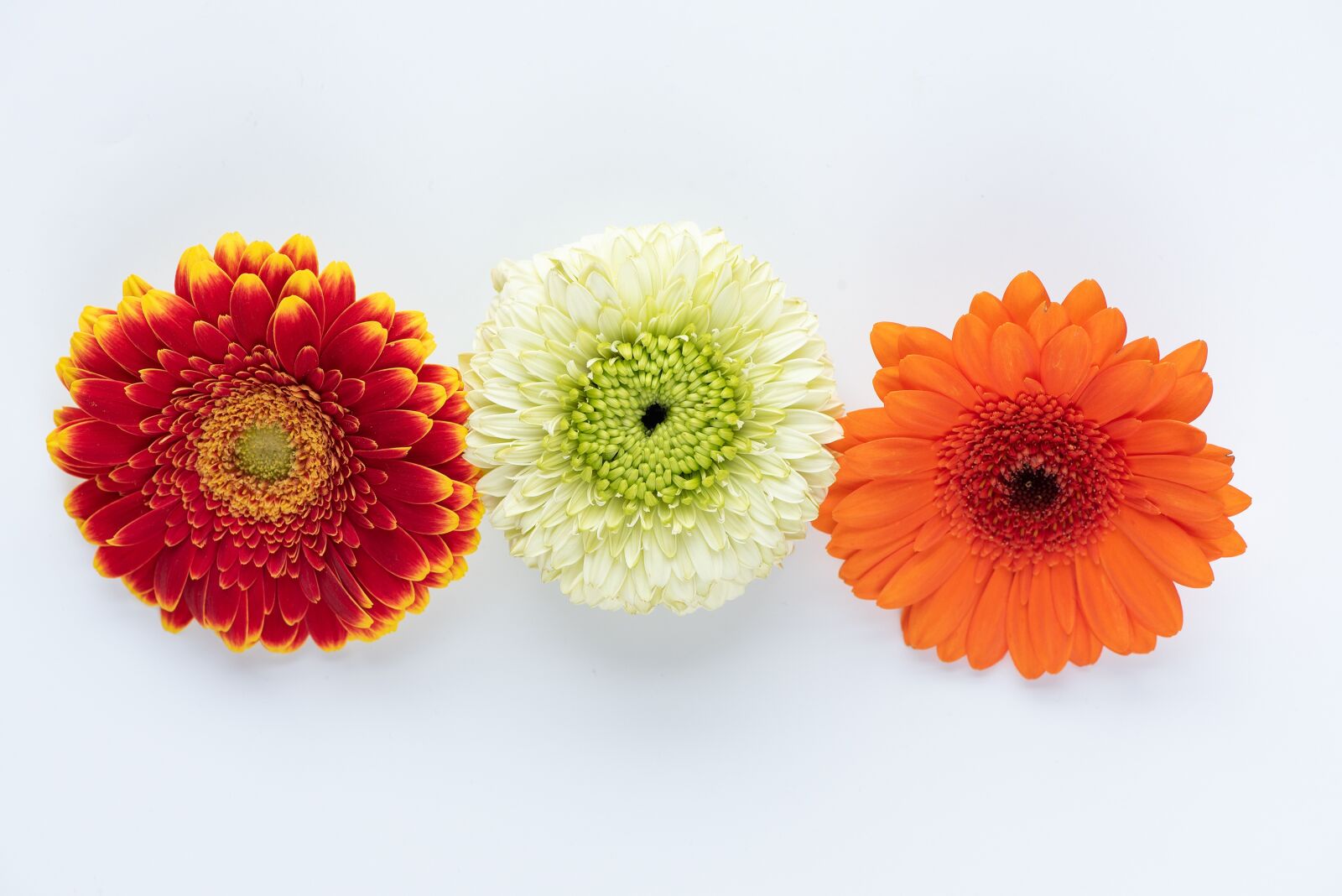 Nikon D750 sample photo. Flowers, gerbera, colorful photography