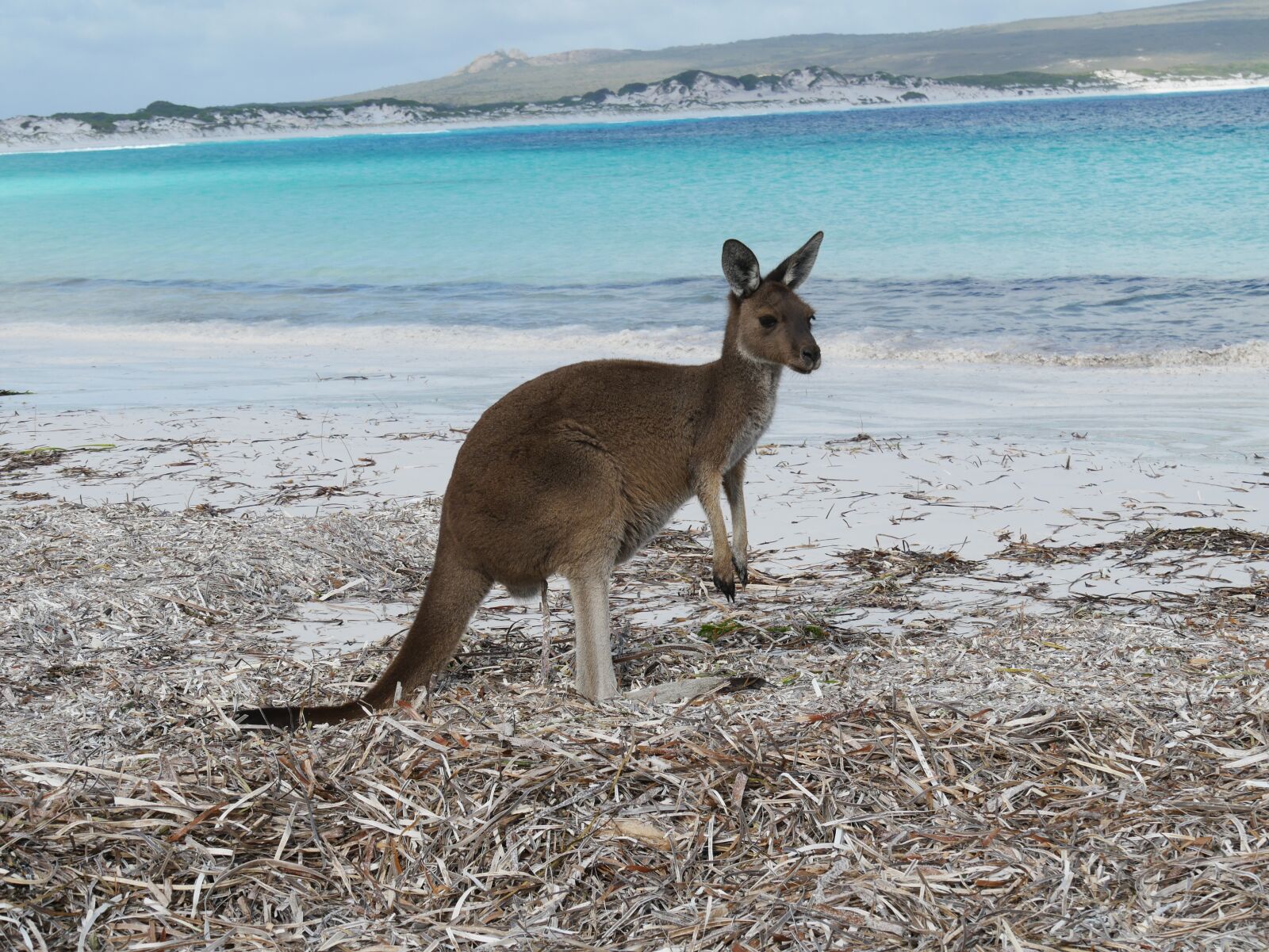 Panasonic Lumix DMC-GX85 (Lumix DMC-GX80 / Lumix DMC-GX7 Mark II) sample photo. Kangaroo, beach, australia photography