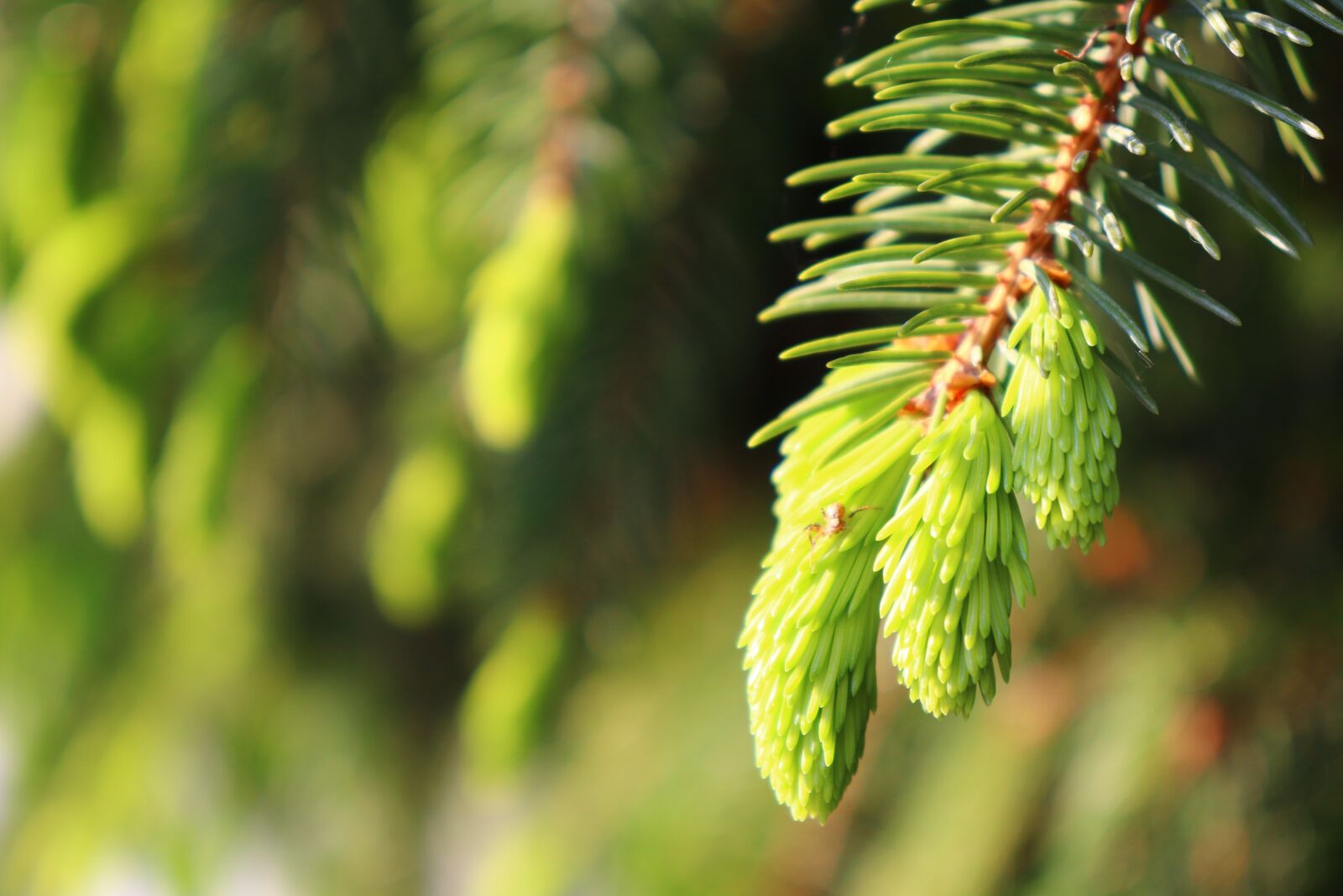 Canon EOS 200D (EOS Rebel SL2 / EOS Kiss X9) sample photo. Fir tree, scion, green photography