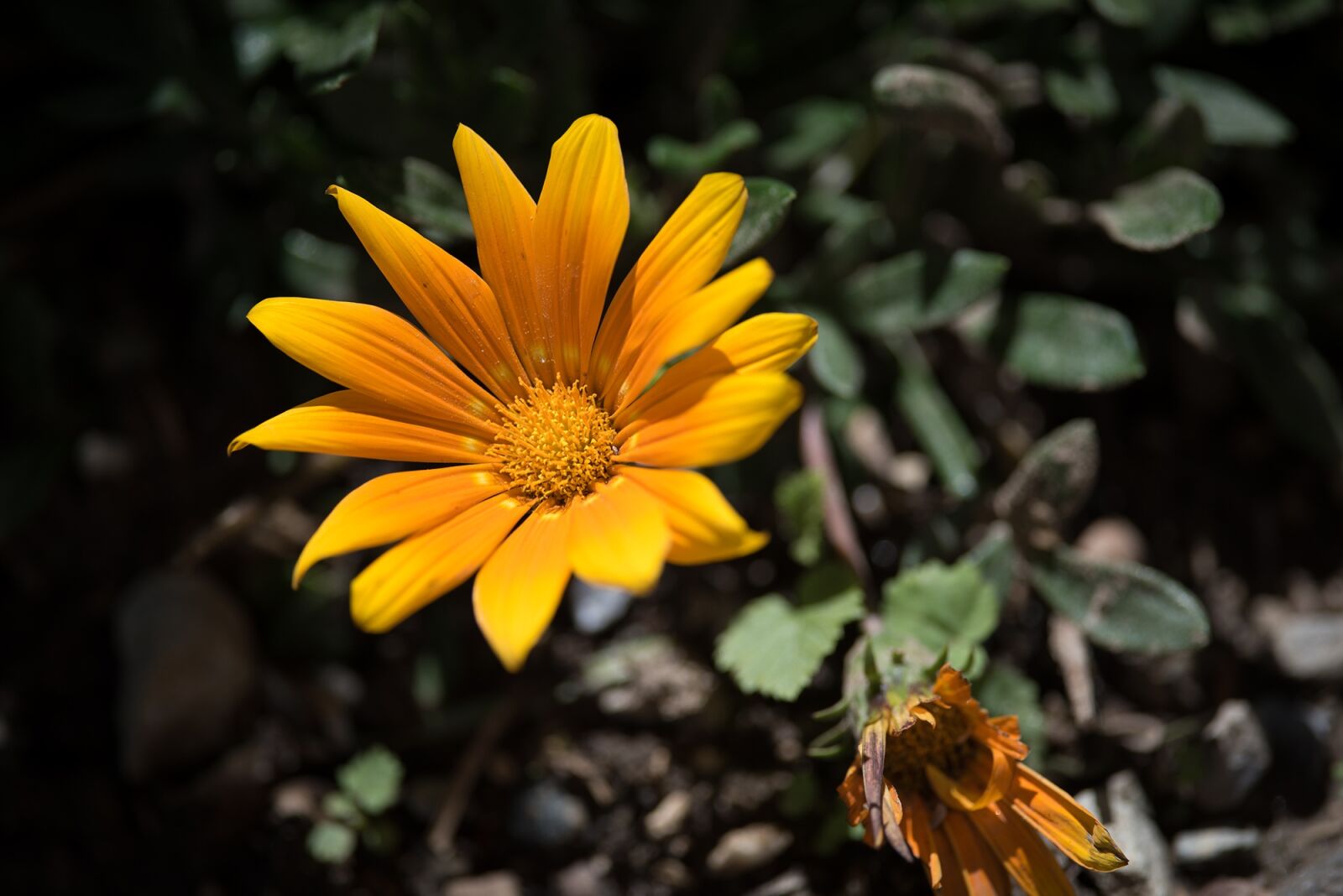 Nikon D750 sample photo. Flower, orange, orange flower photography