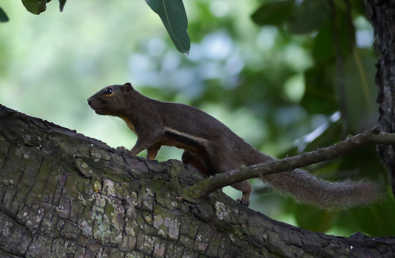 Panasonic Lumix DMC-GH3 sample photo. Tree, outdoors, wildlife photography
