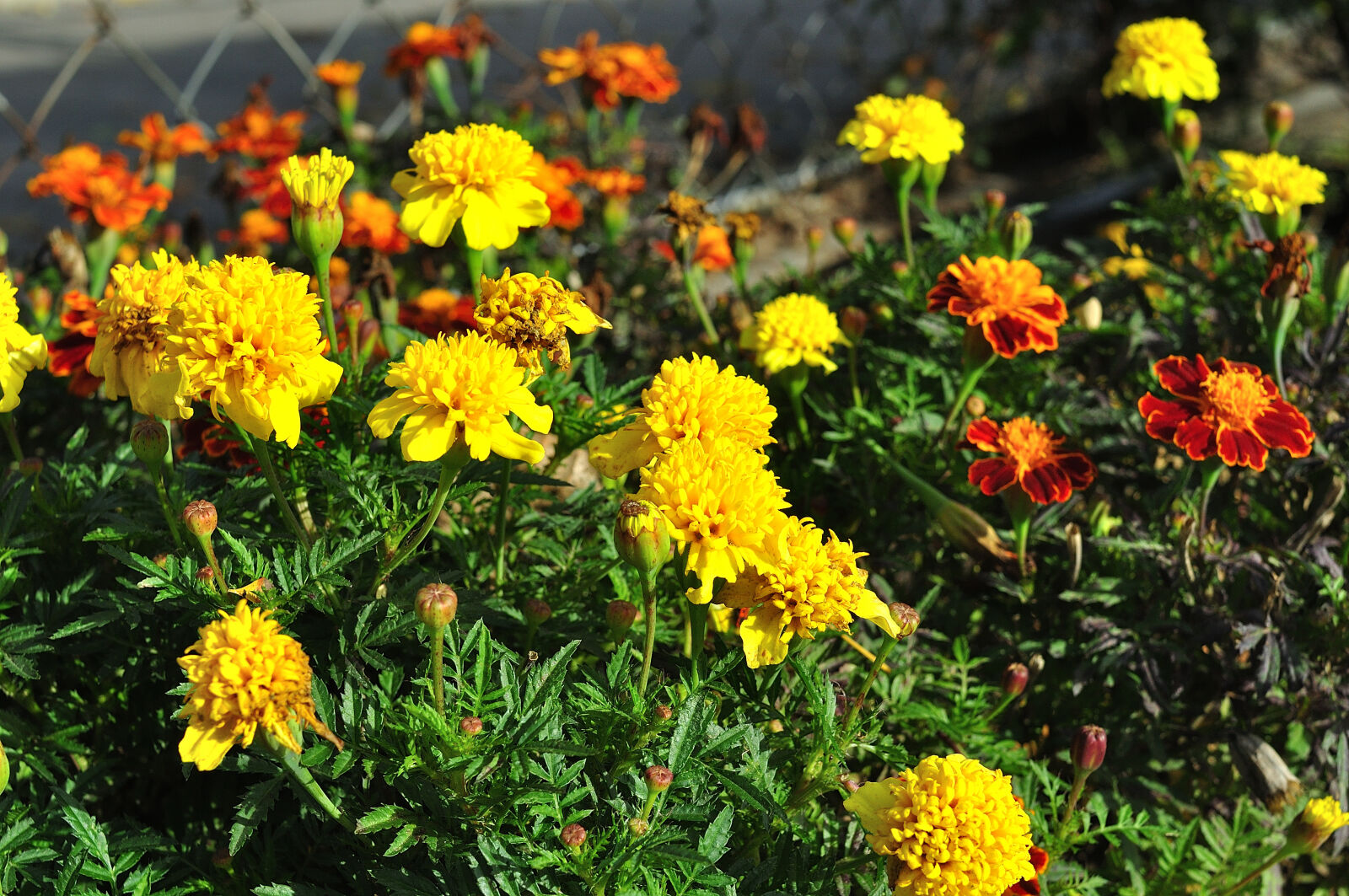 Nikon D90 sample photo