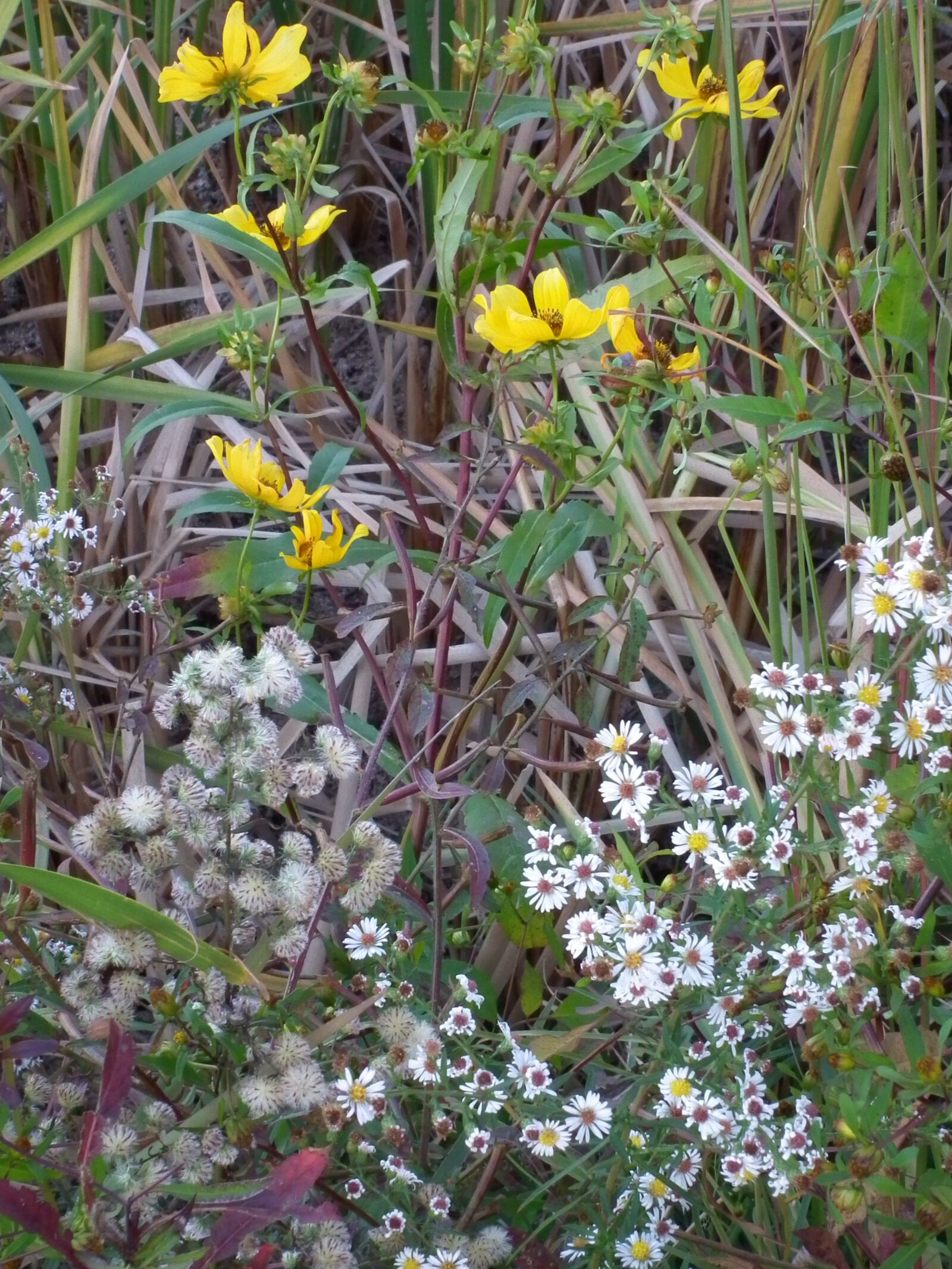 FujiFilm FinePix HS10 (FinePix HS11) sample photo. Wildflowers, nature, outdoors photography