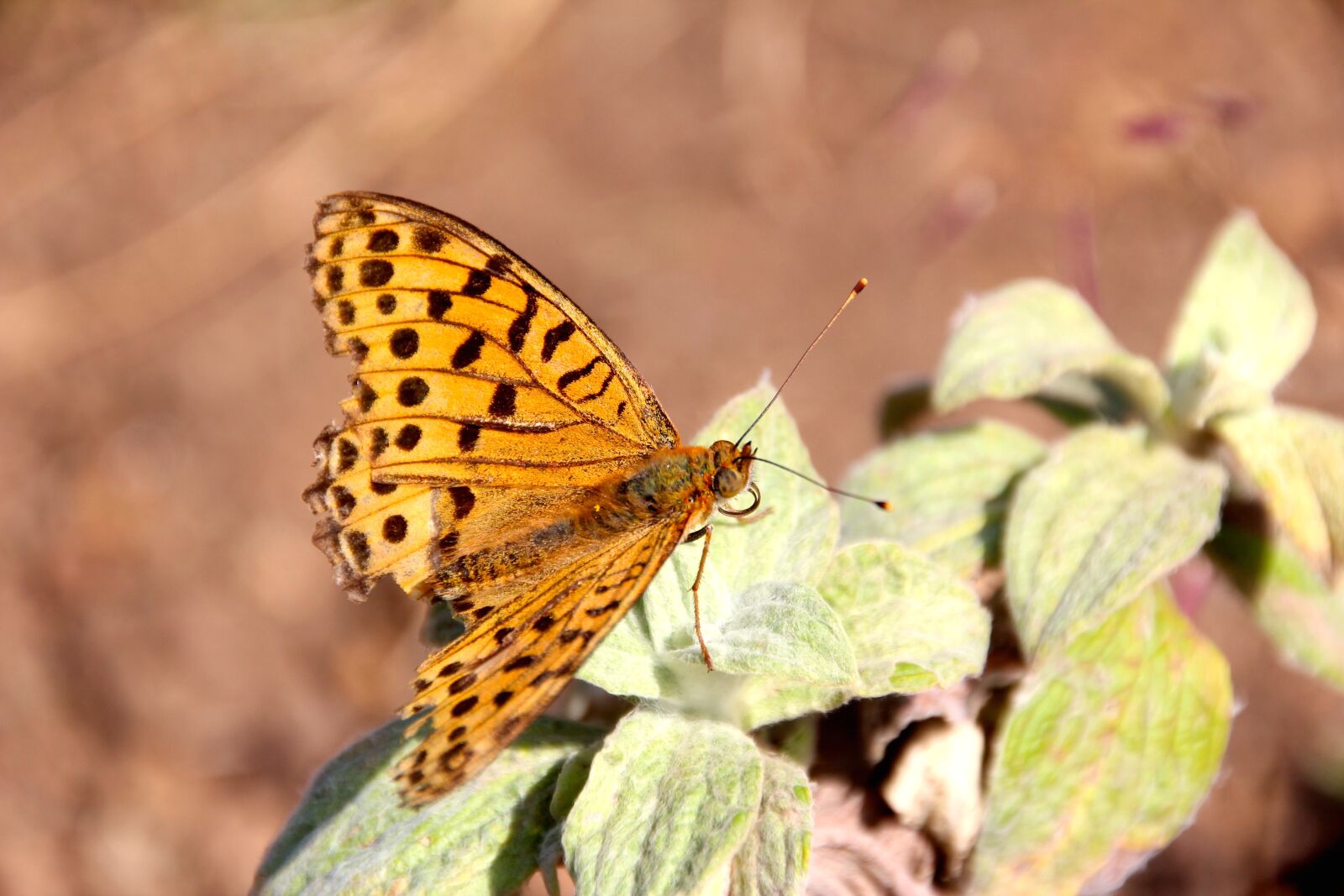 Canon EOS 600D (Rebel EOS T3i / EOS Kiss X5) sample photo. Butterfly, tropical, largest butterfly photography