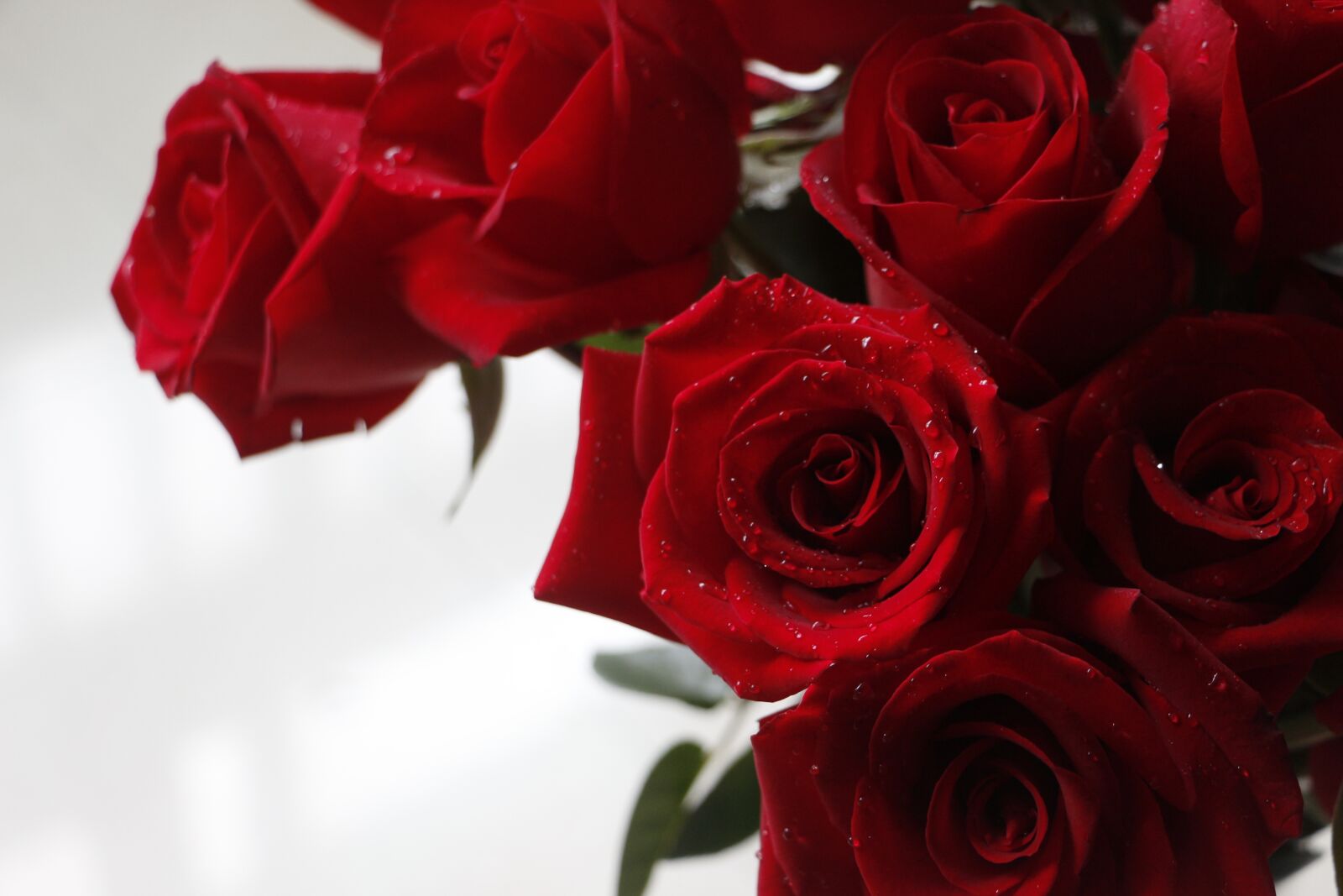 Canon EOS 700D (EOS Rebel T5i / EOS Kiss X7i) sample photo. Rose, red rose, valentine photography