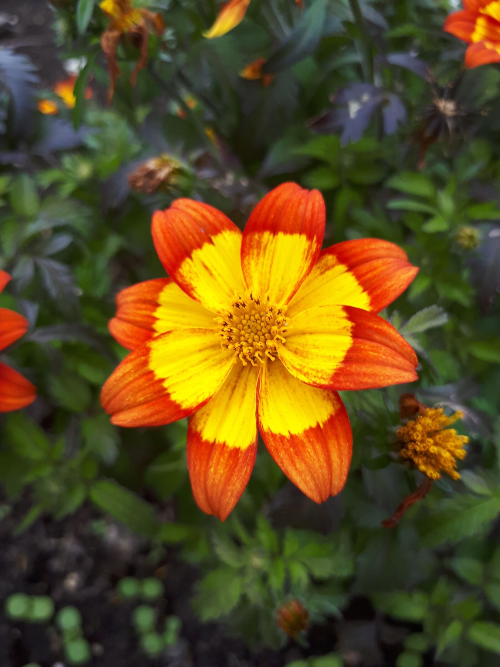 Samsung Galaxy A5(2017) sample photo. Flower, latvia, nature photography