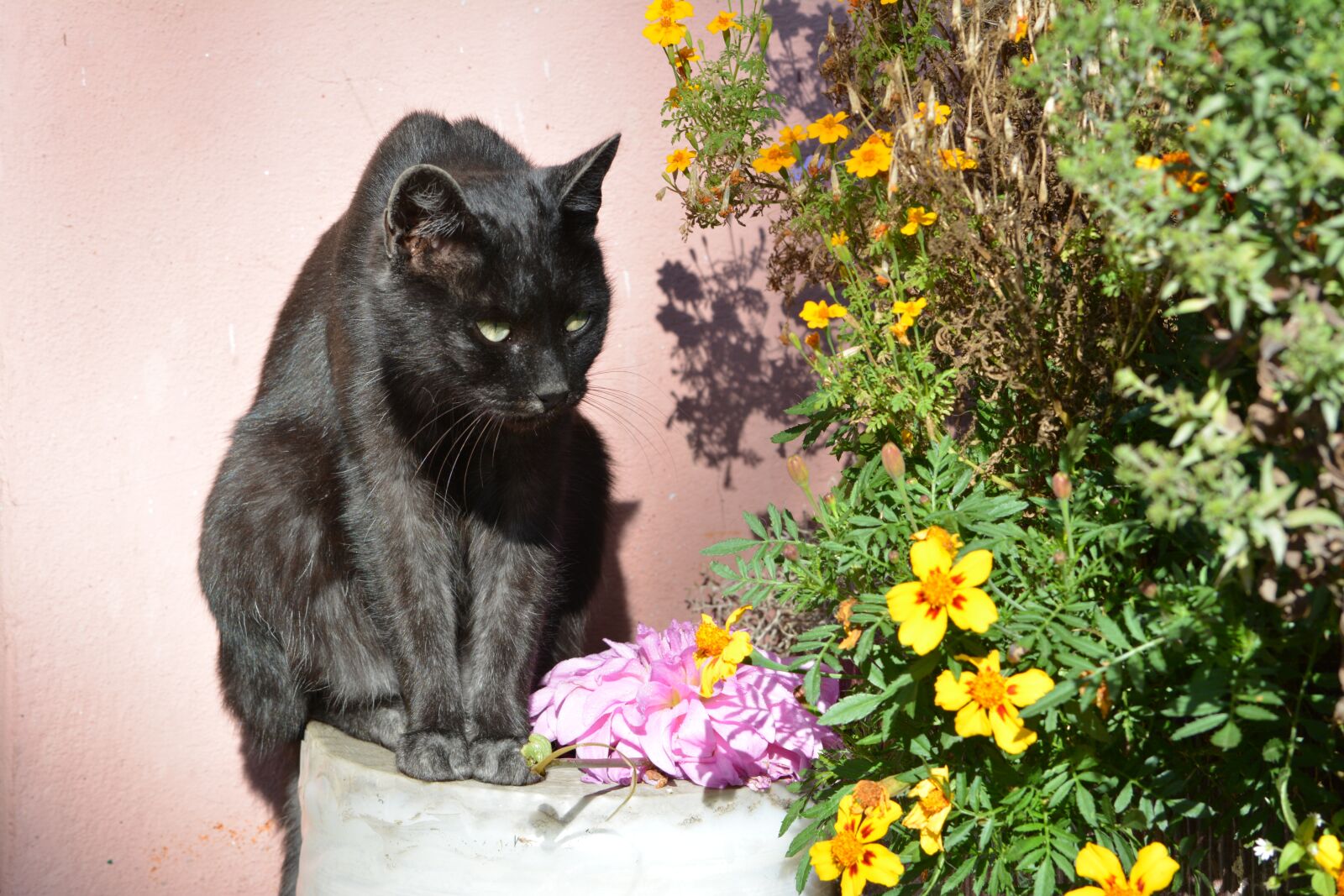 Nikon D5200 sample photo. Cat, nature, animal photography