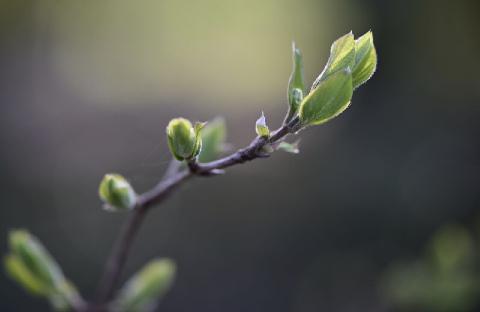 Nikon Z6 sample photo. Branch, tree, bud photography