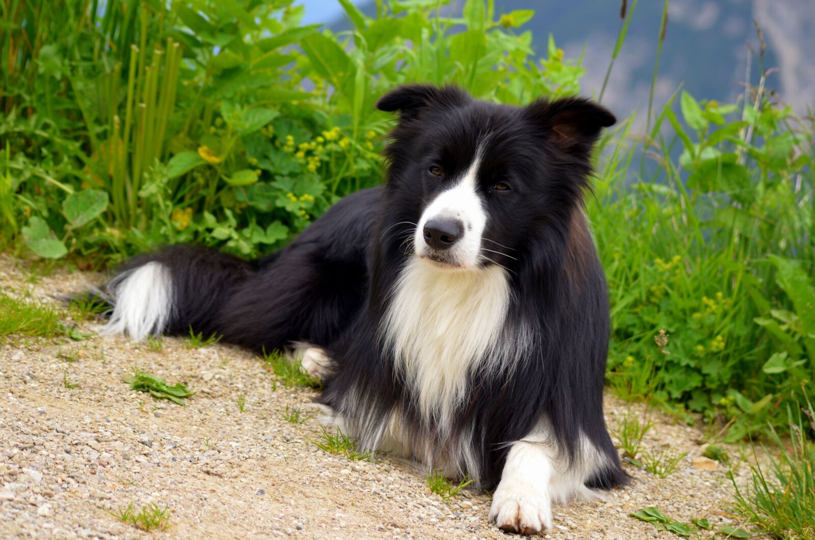 Nikon D5100 sample photo. Purebred dog, border collie photography