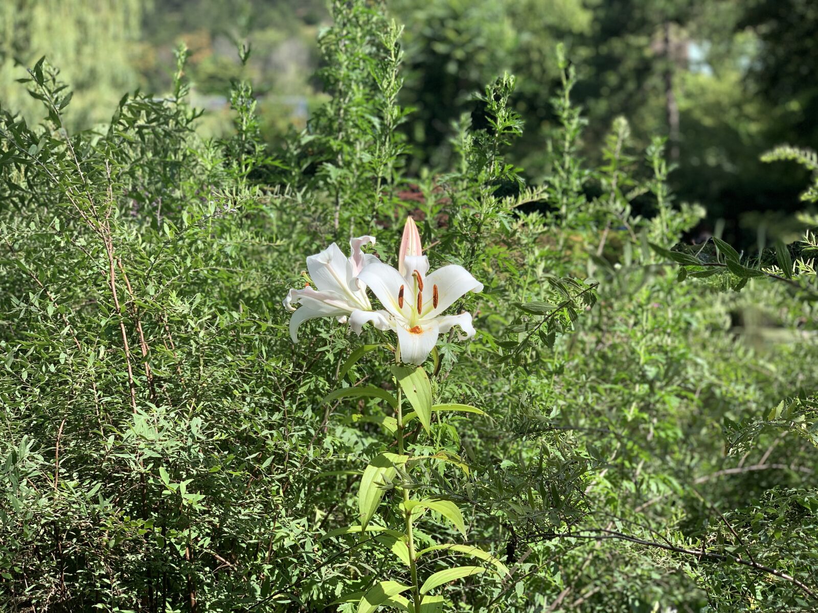 iPhone XS back dual camera 6mm f/2.4 sample photo. Lily, flower, white photography