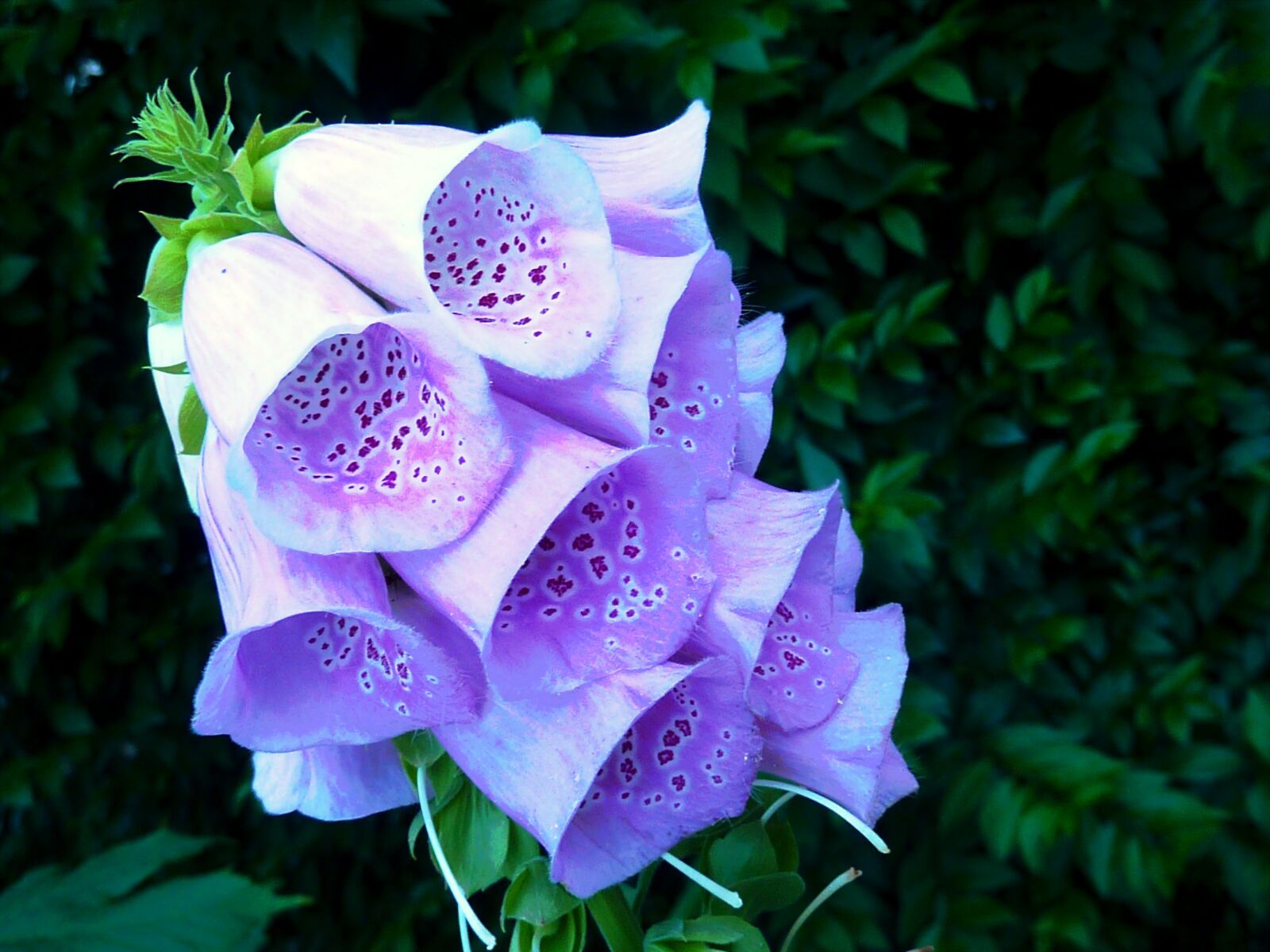 Panasonic DMC-TZ7 sample photo. Bellflower, purple, flower photography