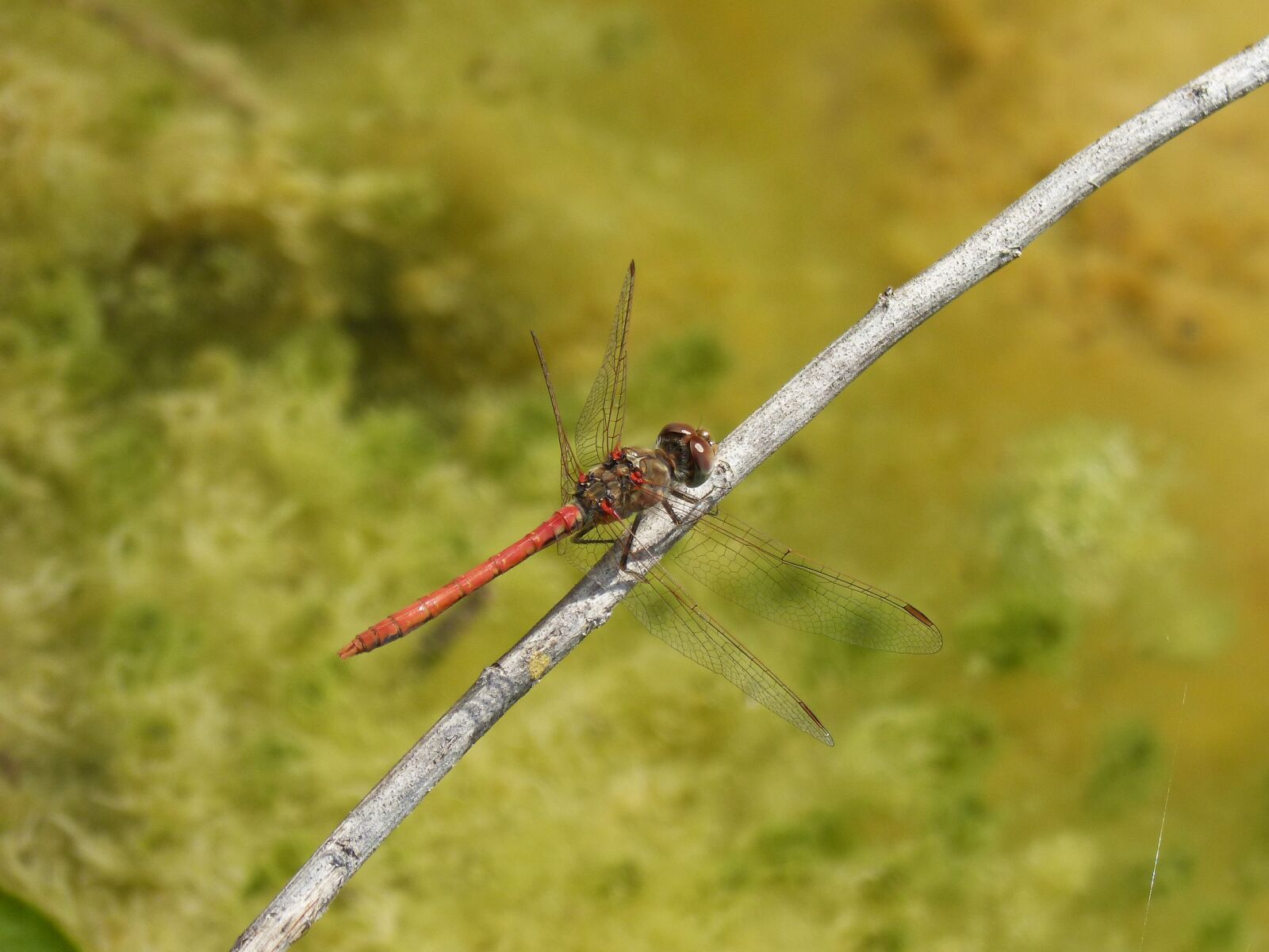 Panasonic DMC-FZ62 sample photo. Dragonfly, sympetrum striolatum, red photography