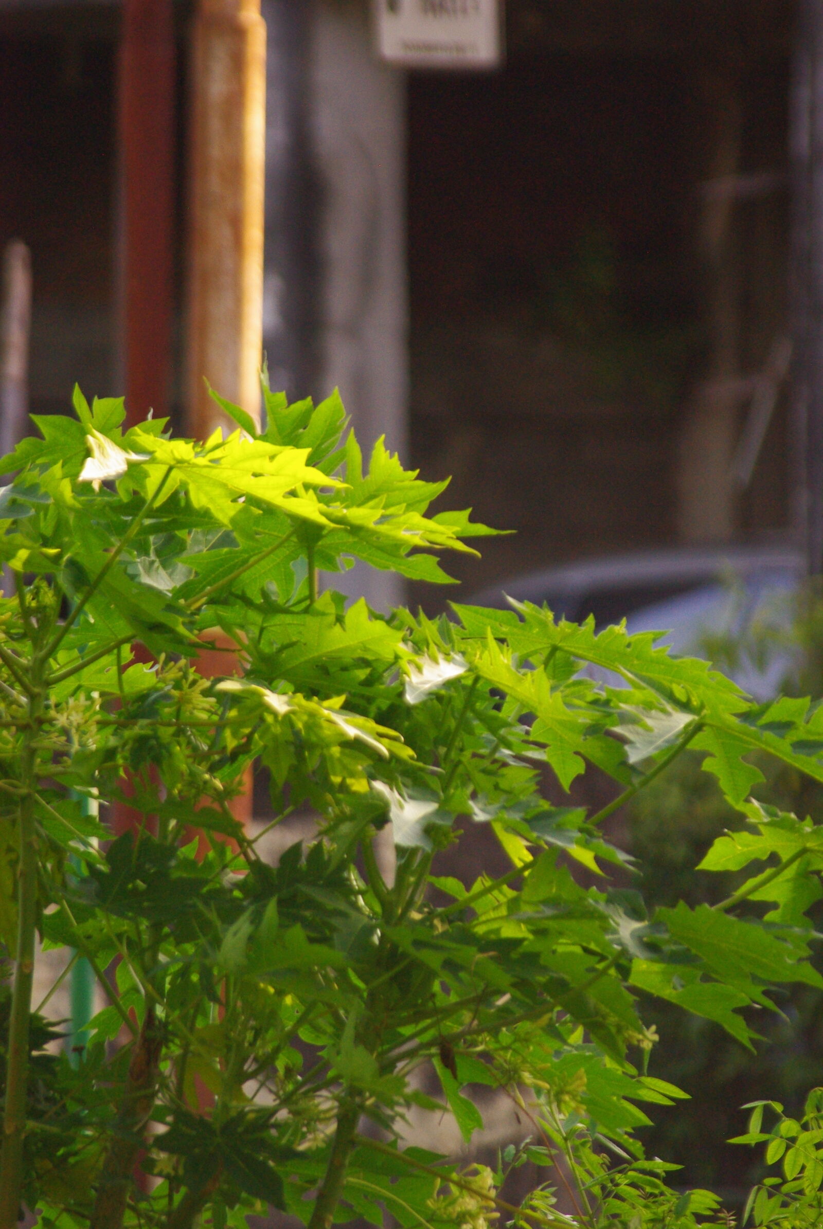 Pentax K-m (K2000) sample photo