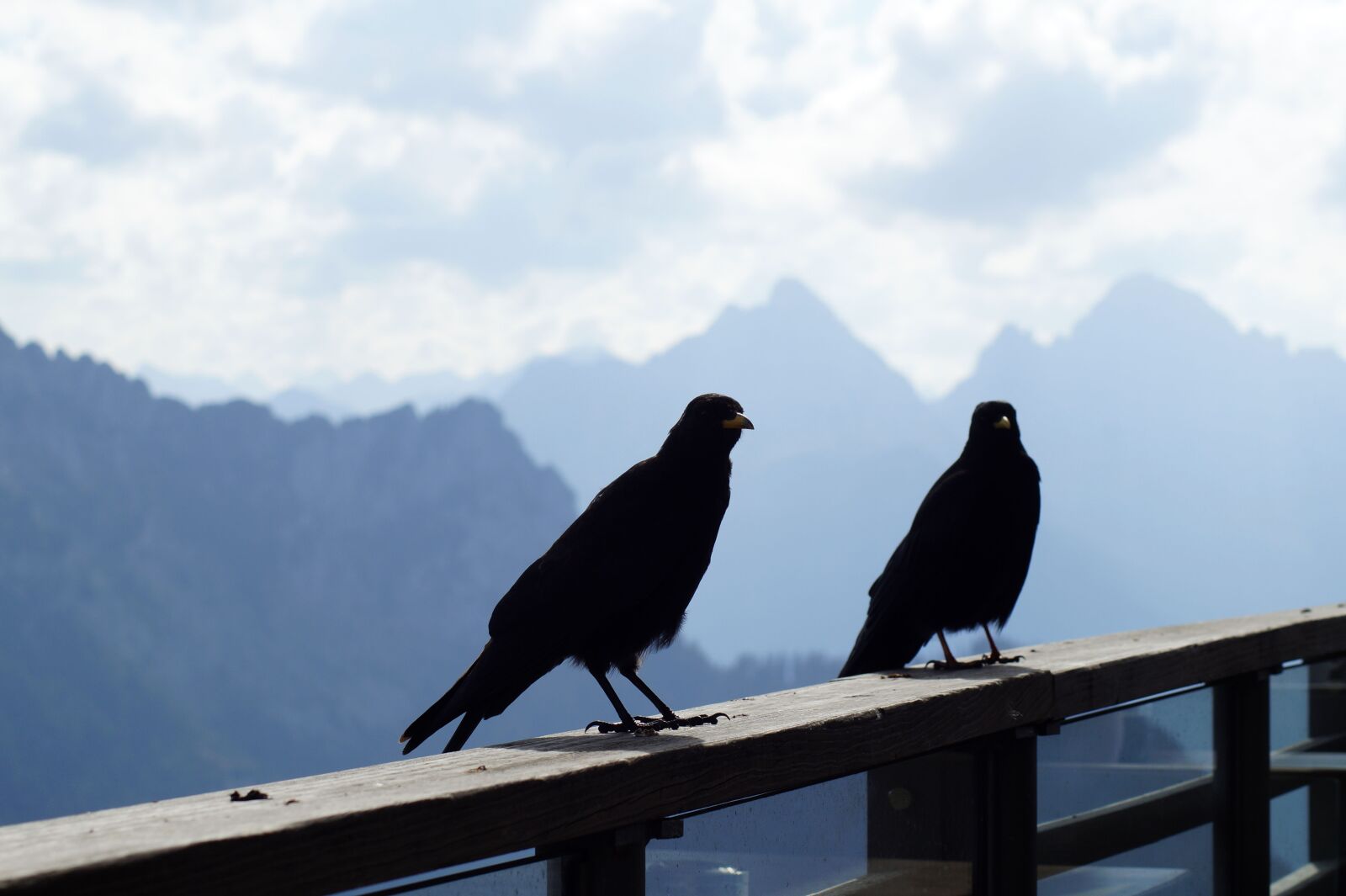 Sony SLT-A58 sample photo. Bergdohle, bird, chough photography