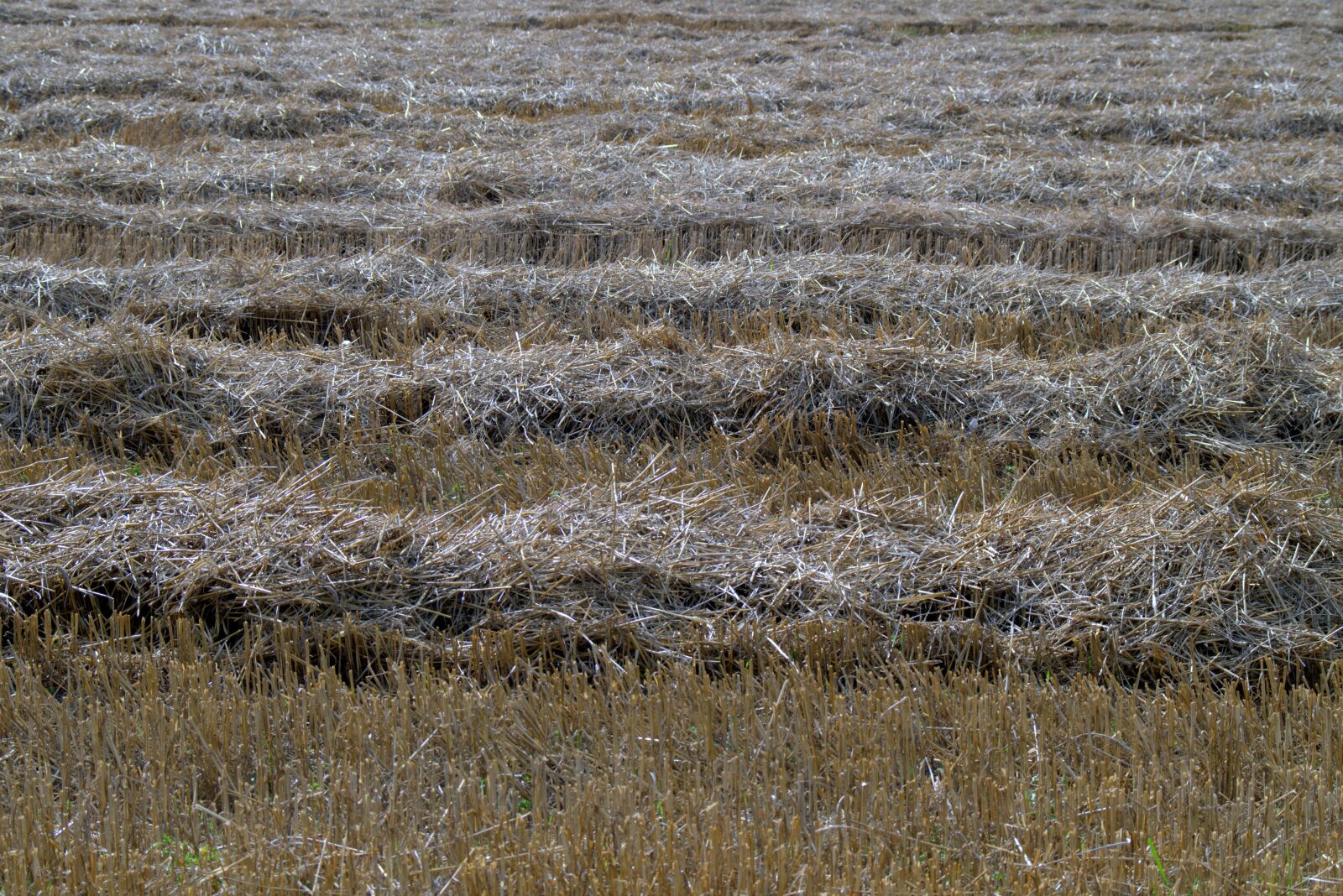 Pentax K-S2 sample photo. Harvest, straw, stubble photography