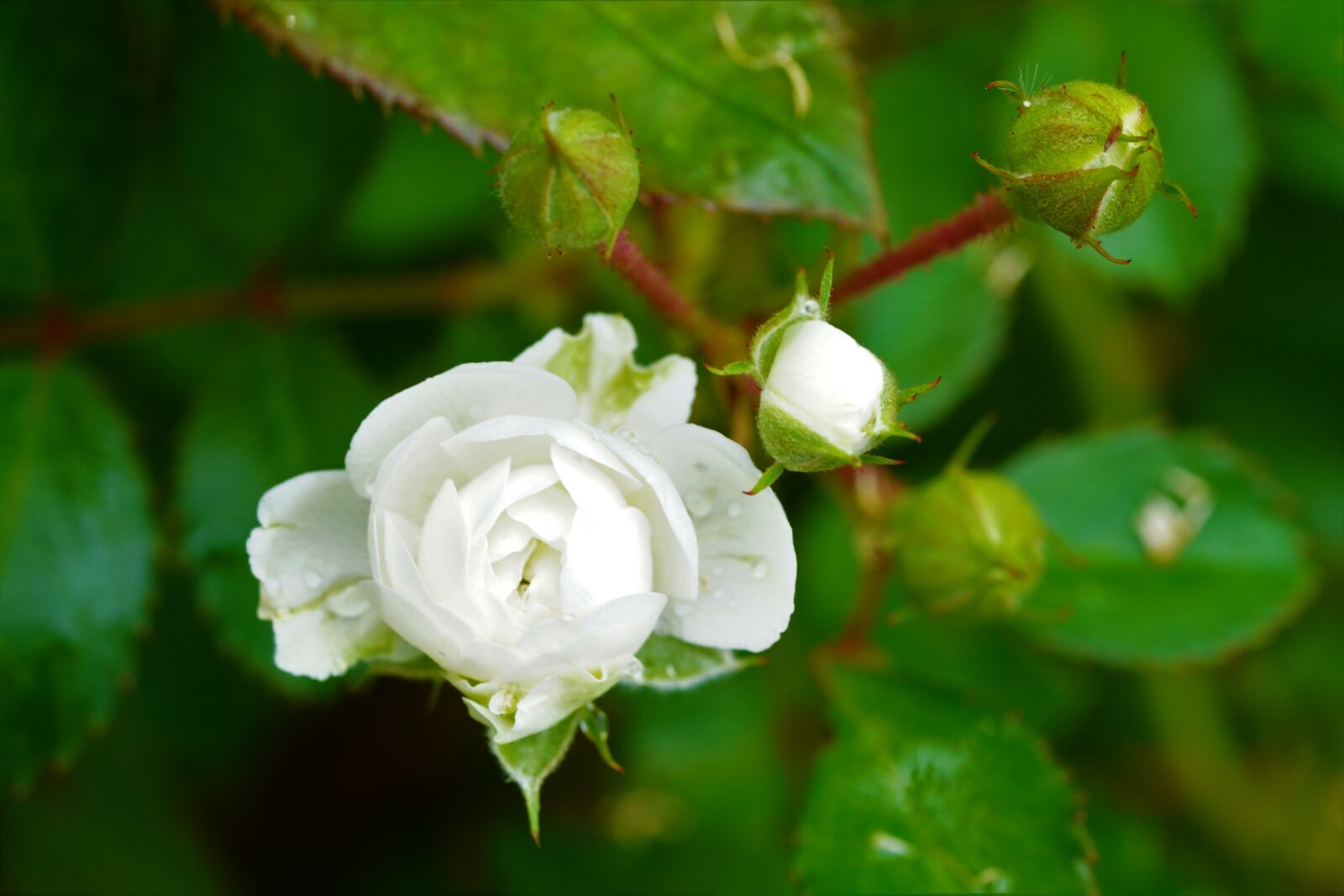 Sony a7R III + Sony FE 90mm F2.8 Macro G OSS sample photo. Rose, flower, nature photography