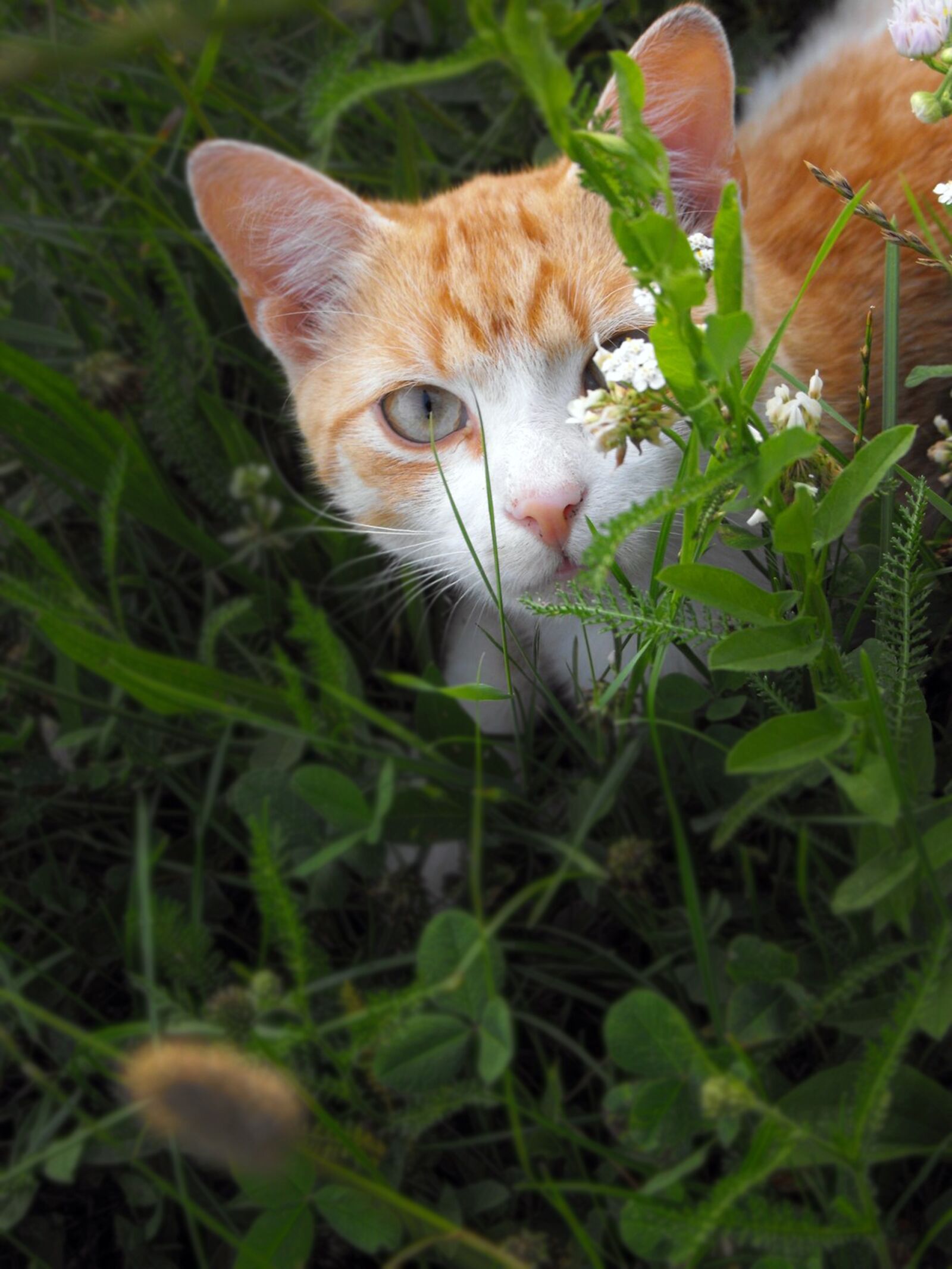 Fujifilm FinePix S1000fd sample photo. Cat, tomcat, hidden photography