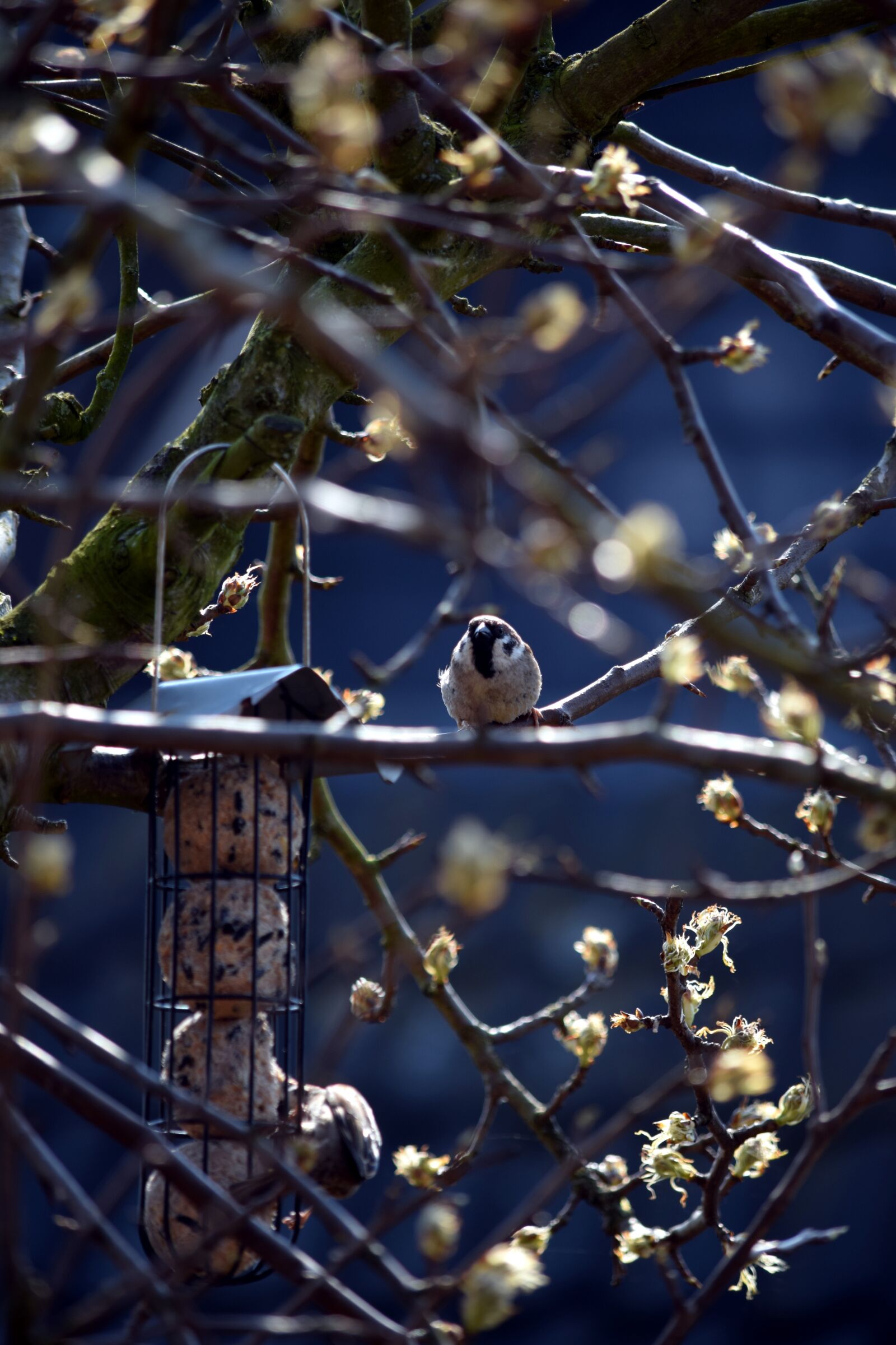 Nikon D5300 sample photo. Sparrows, birds, feeding photography
