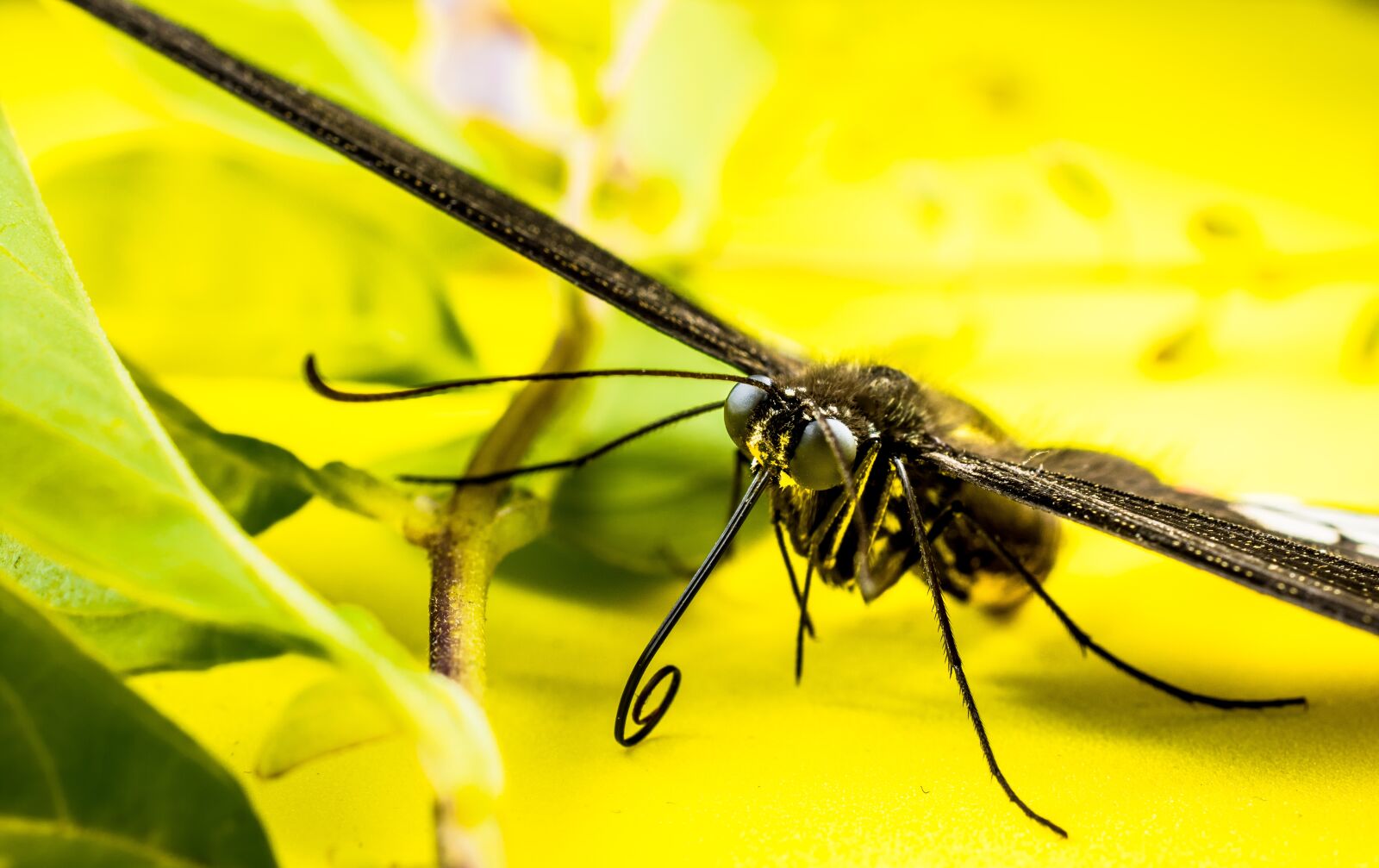 Nikon D5200 sample photo. Butterfly, insect photography