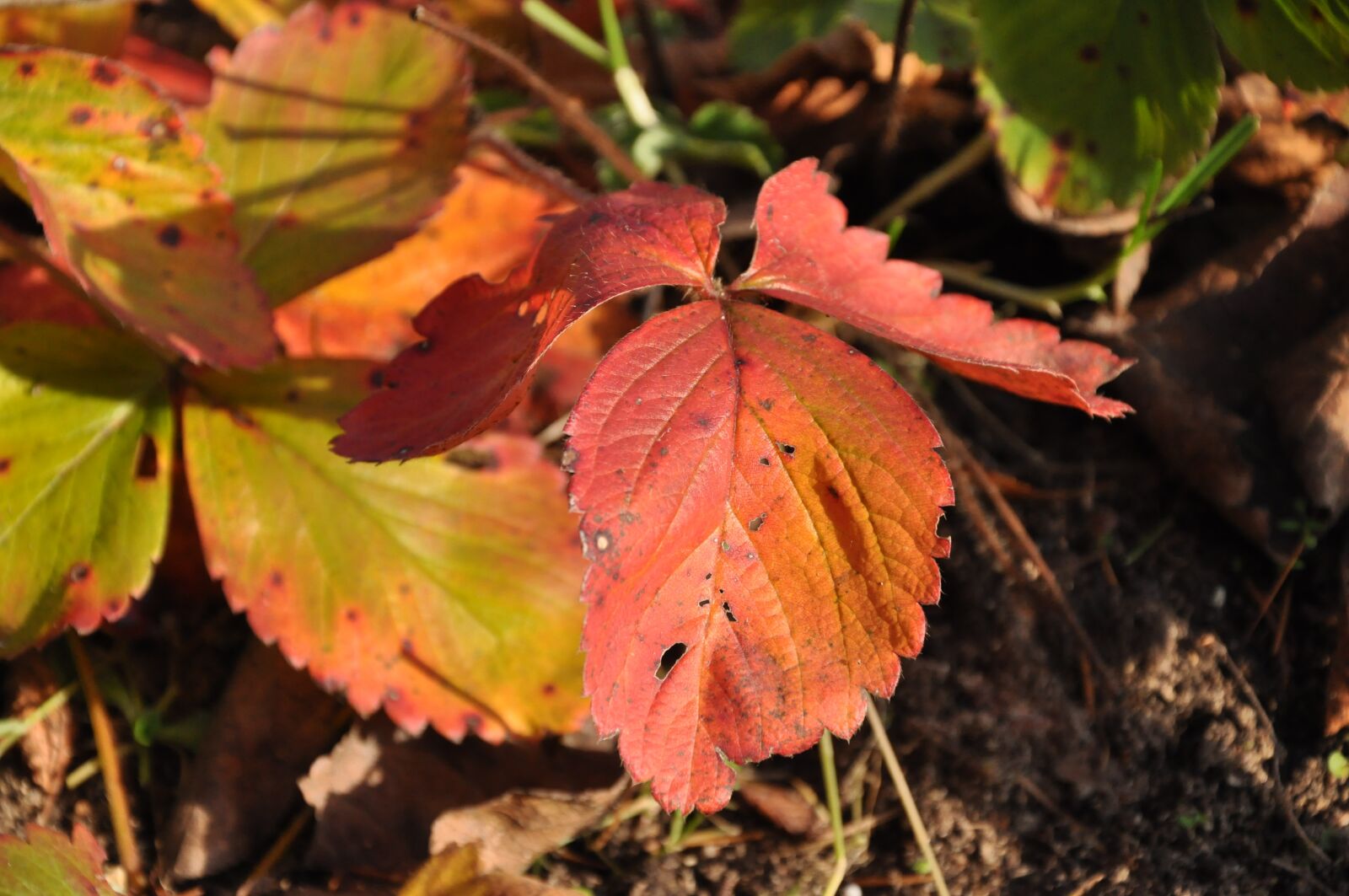 Nikon D90 sample photo. Leaf, autumn, nature photography