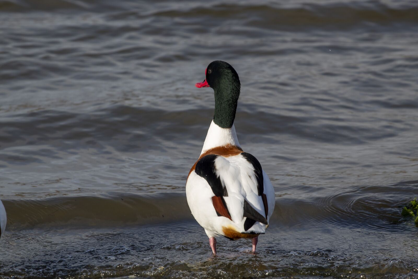 Canon EF 70-200mm F4L USM sample photo. Bird, duck, waves photography