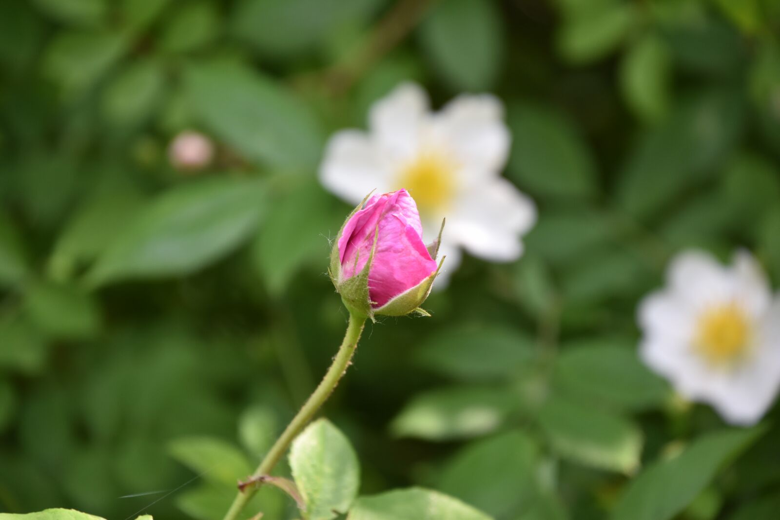 Nikon D5600 sample photo. Pink, flower, plant photography