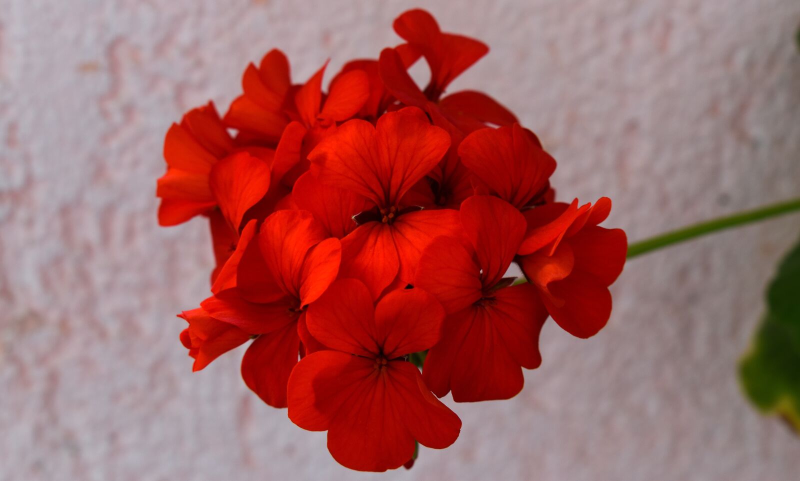 Nikon D3500 sample photo. Flower, plant, nature photography
