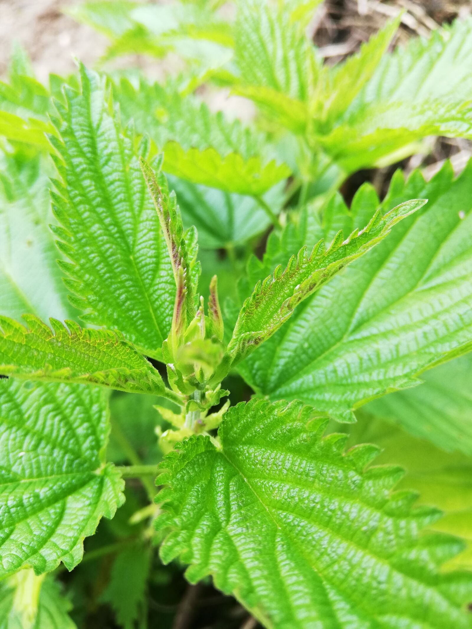 HUAWEI P20 lite sample photo. Nettle, plant, leaves photography