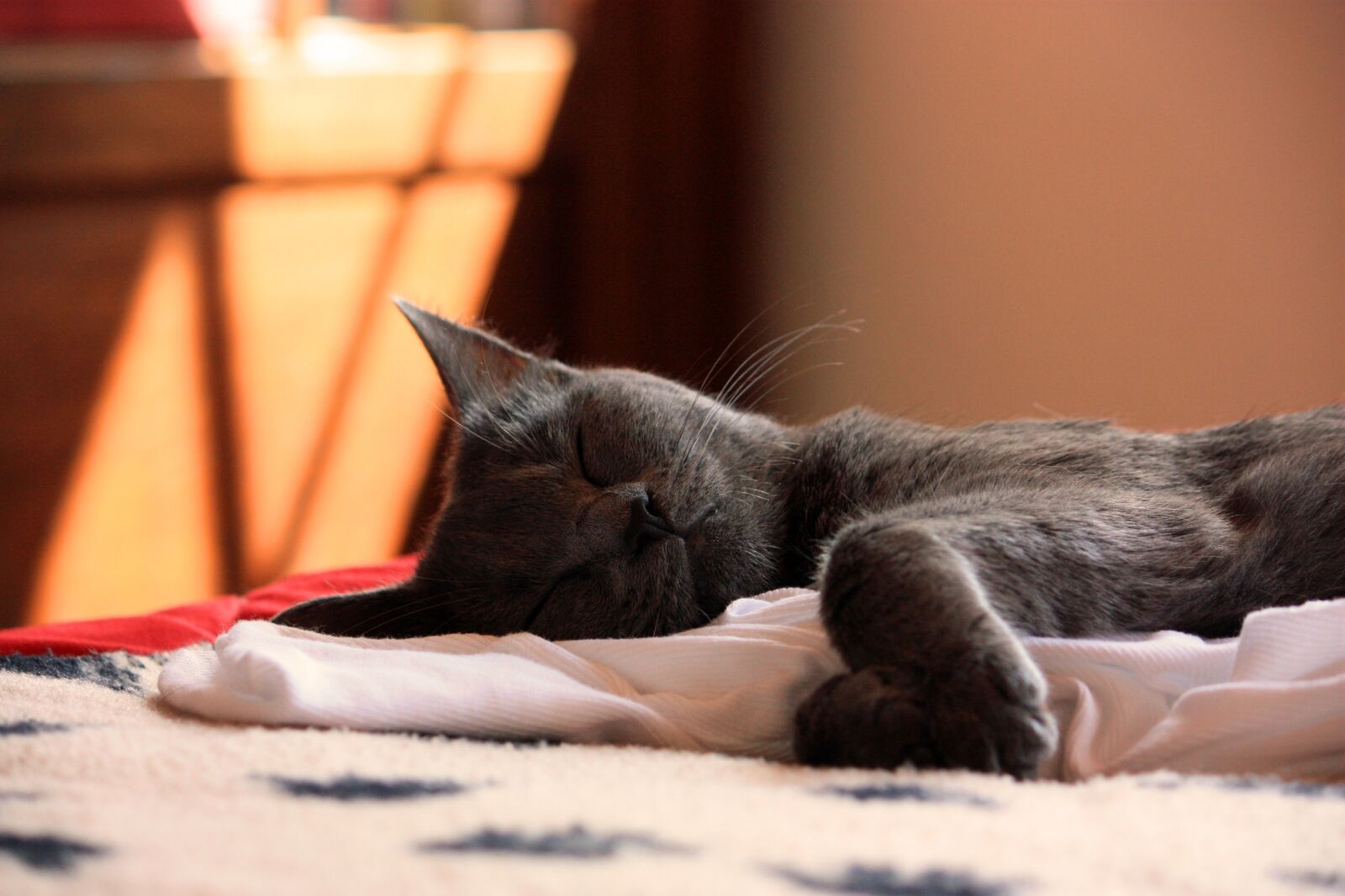 Canon EOS 450D (EOS Rebel XSi / EOS Kiss X2) sample photo. Chartreux, cat, animals photography