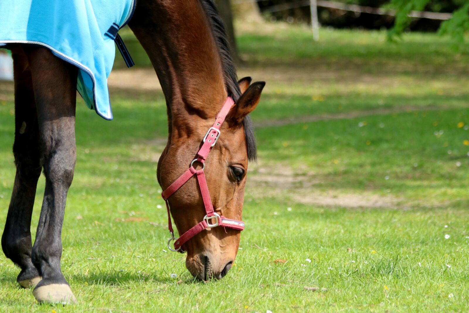 Canon EOS 750D (EOS Rebel T6i / EOS Kiss X8i) sample photo. Horse, animal, brown photography