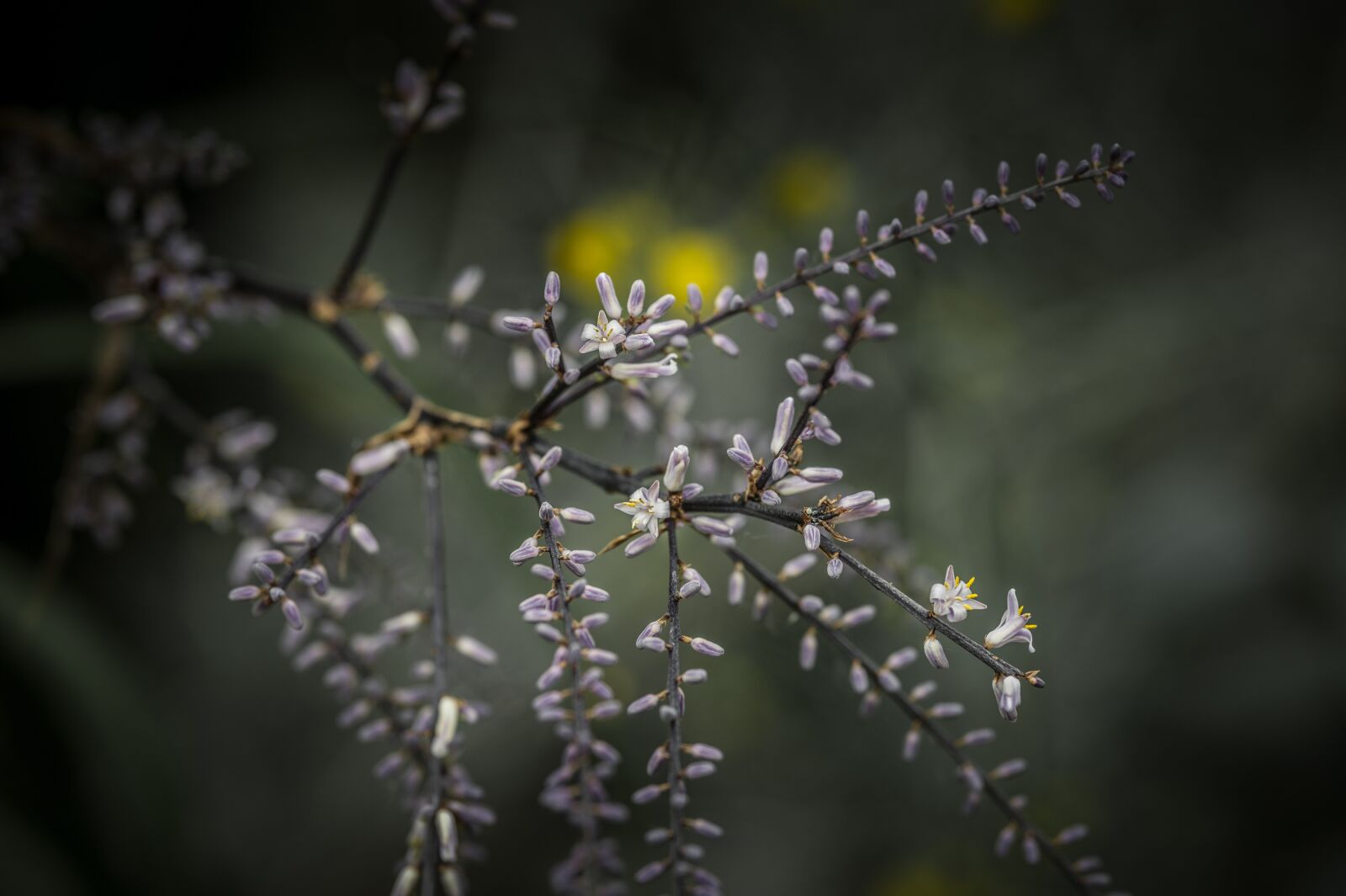 Nikon Z6 sample photo. Flower, garden, nature photography
