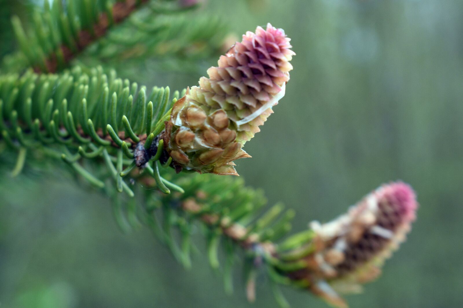 Nikon D3400 sample photo. Pine cone, cones, spruce photography